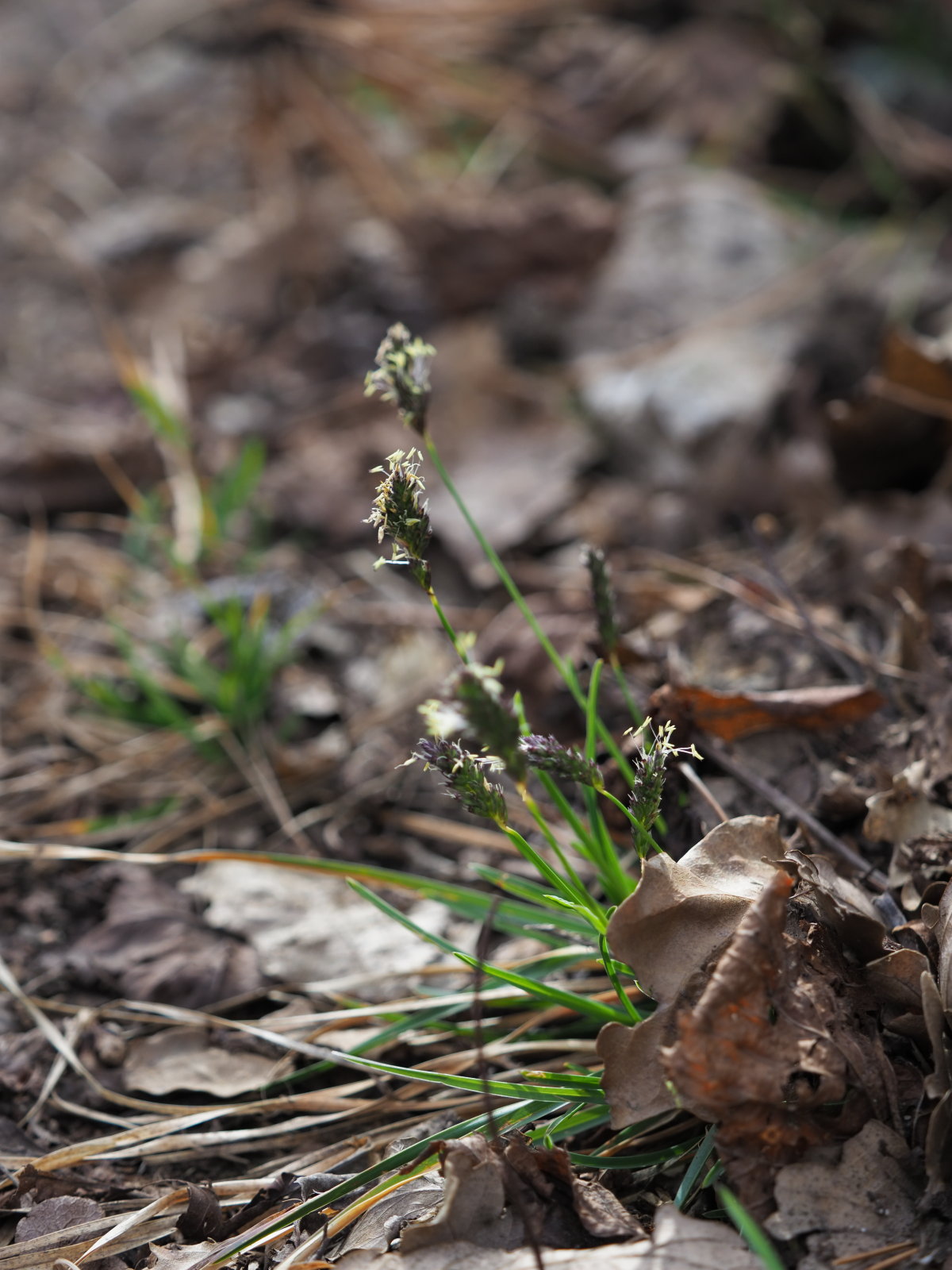 20220219_0150_P2190158_kl_Sesleria_caerulea.jpg