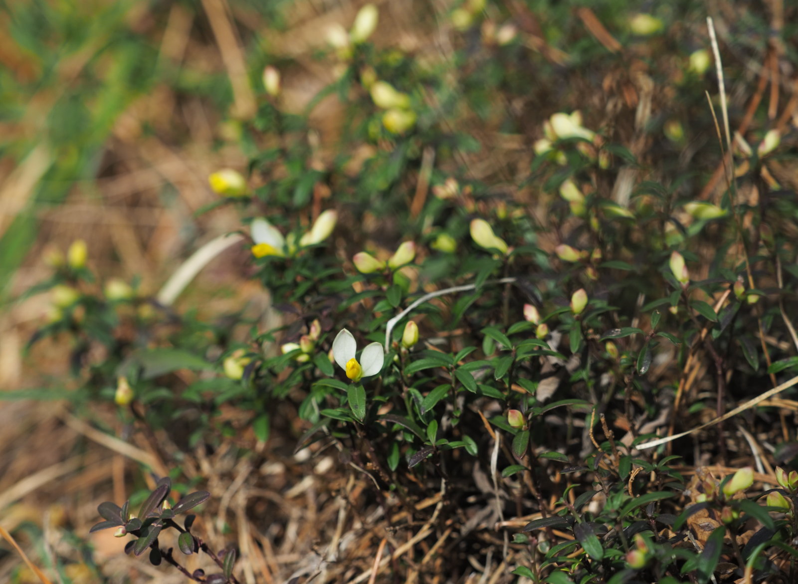 20220219_0157_P2190165_kl_Polygala_chamaebuxus.jpg
