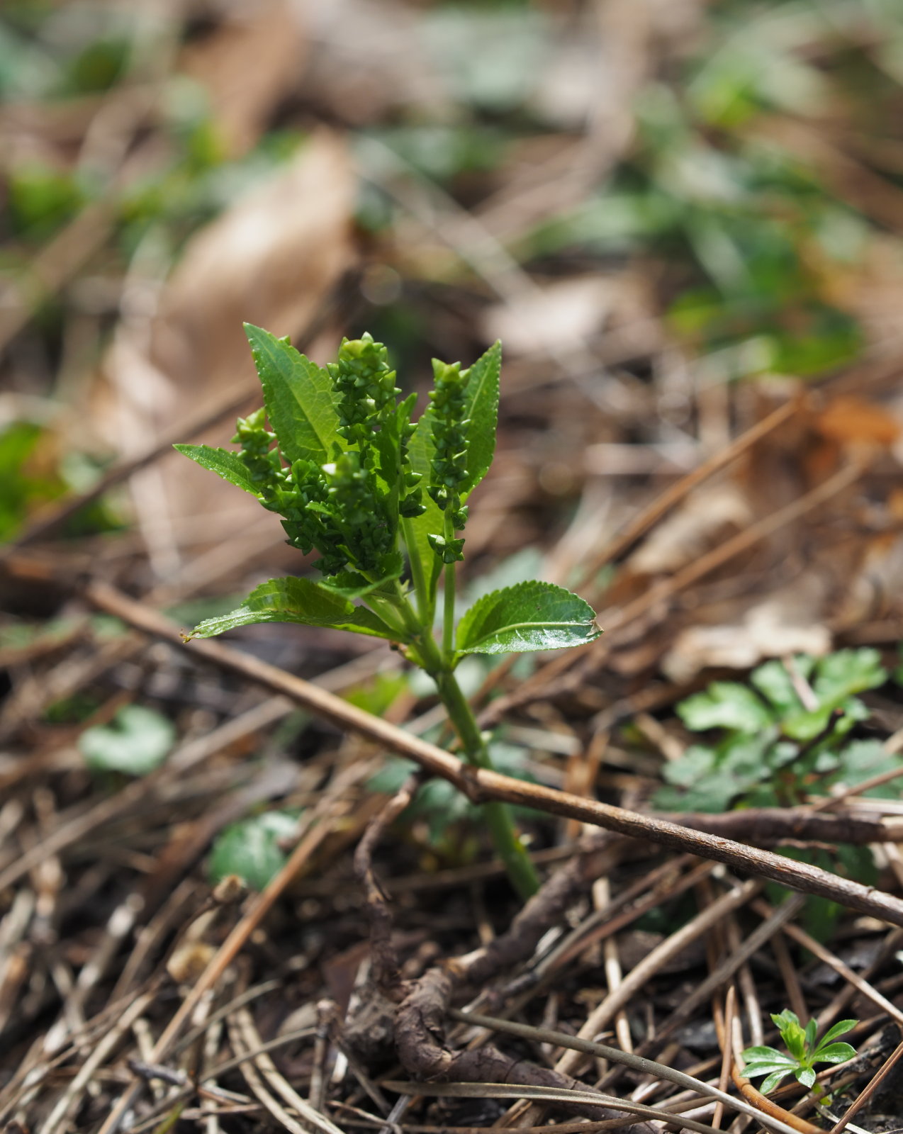 20220219_0165_P2190174_kl_Mercurialis_perennis.jpg
