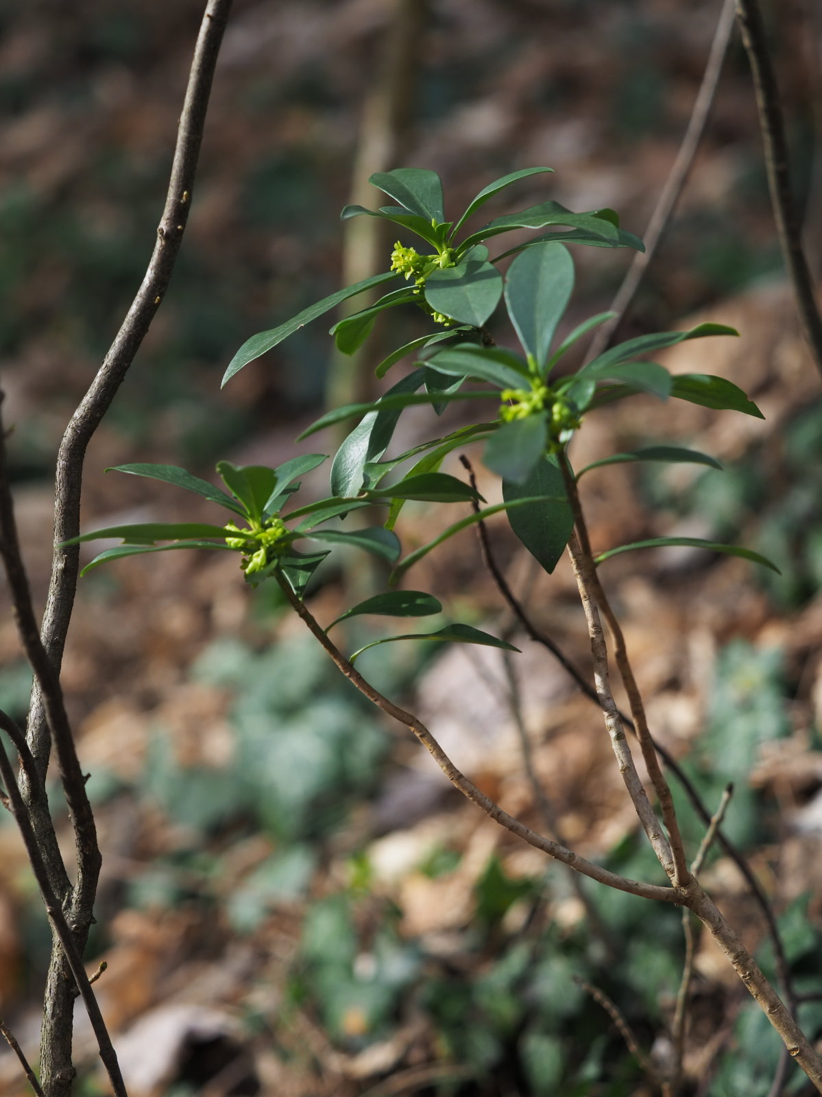 20220219_0169_P2190178_kl_Daphne_laureola.jpg