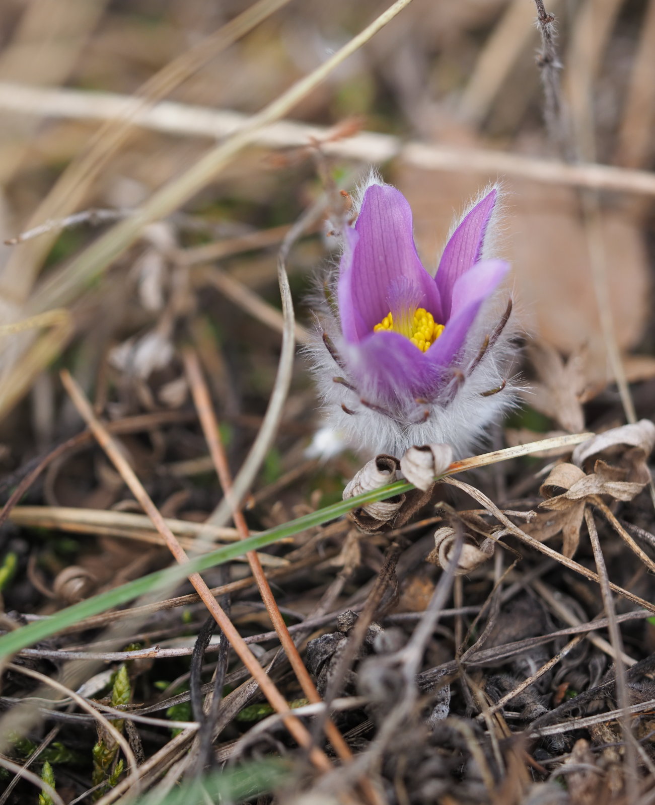 20220219_0184_P2190193_kl_Pulsatilla_grandis.jpg