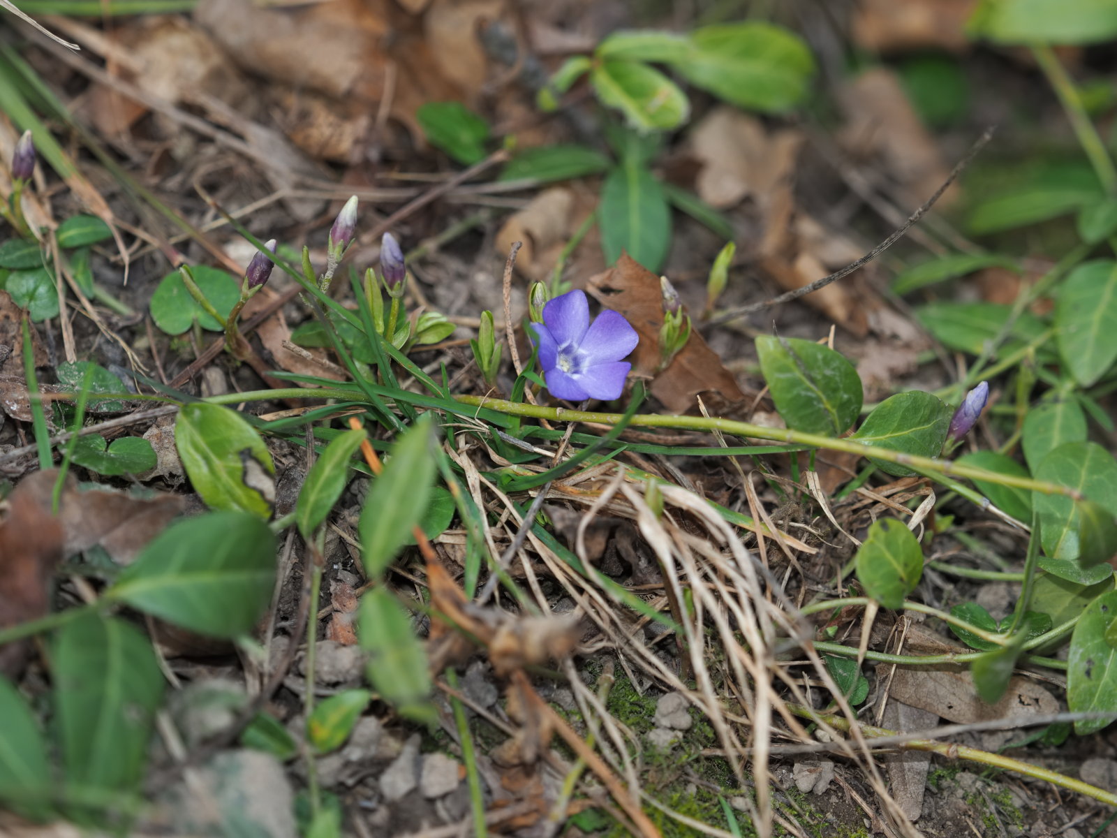 20220219_0231_P2190241_Vinca_minor.jpg