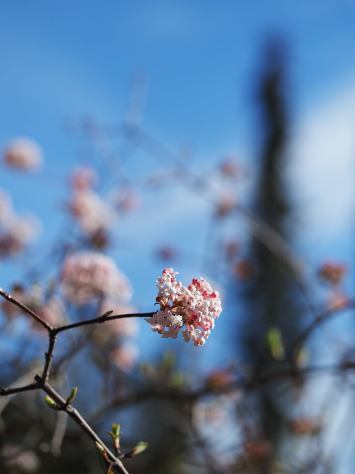 20220219_0076_P2190079_kl_Viburnum_farreri.jpg
