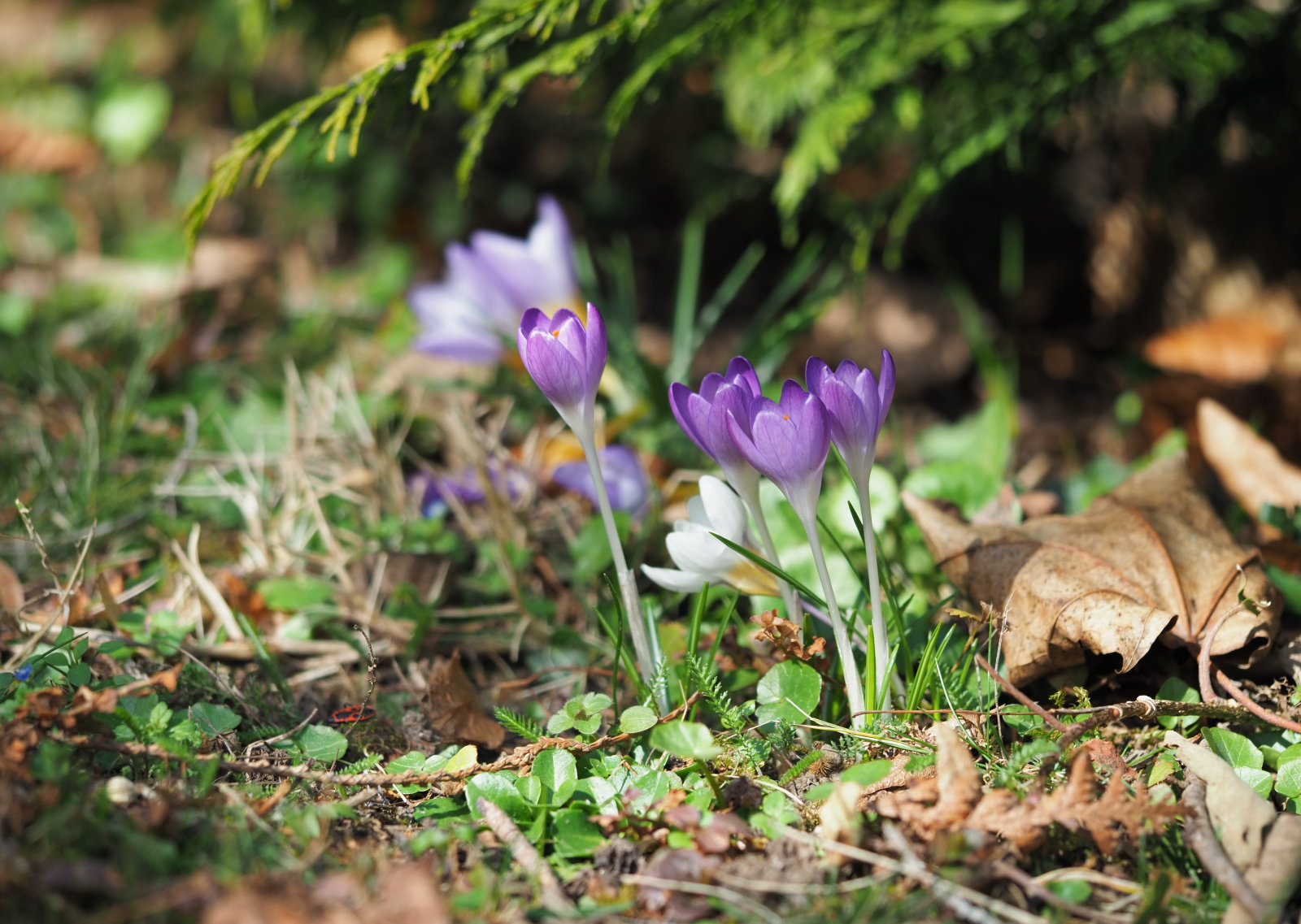 20220219_0079_P2190082_kl_Crocus_purpureus.jpg