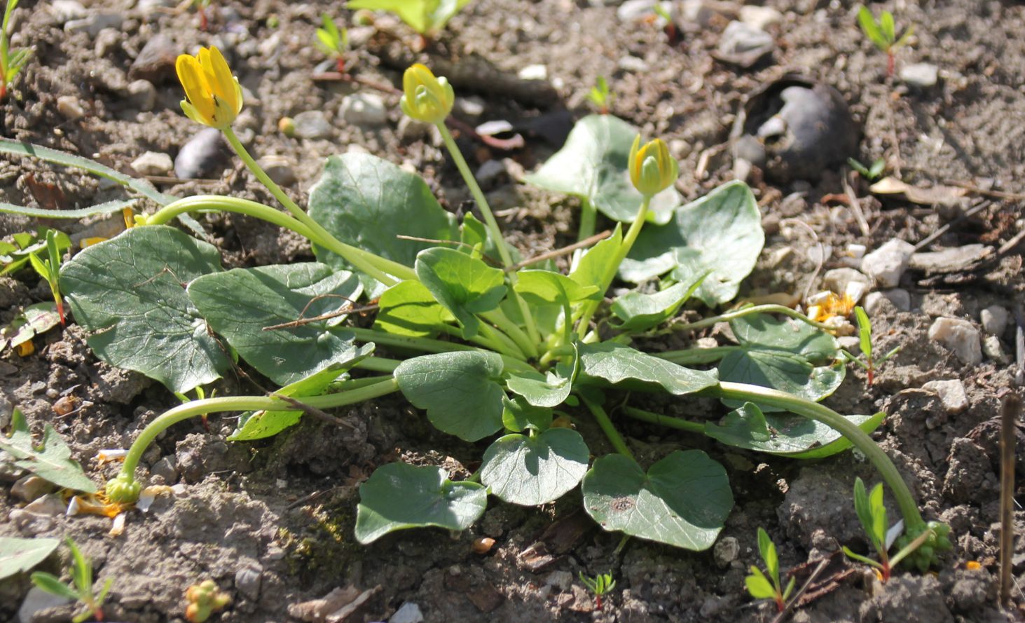 Ficaria_calthifolia_Moellersdorf_20170406_07.jpg