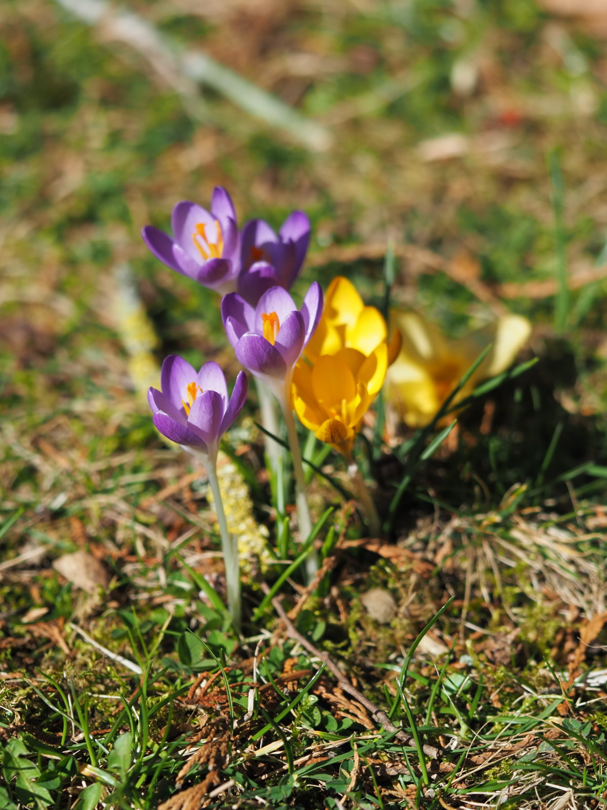 20220219_0081_P2190084_kl_Crocus_purp+chrysanthus.jpg