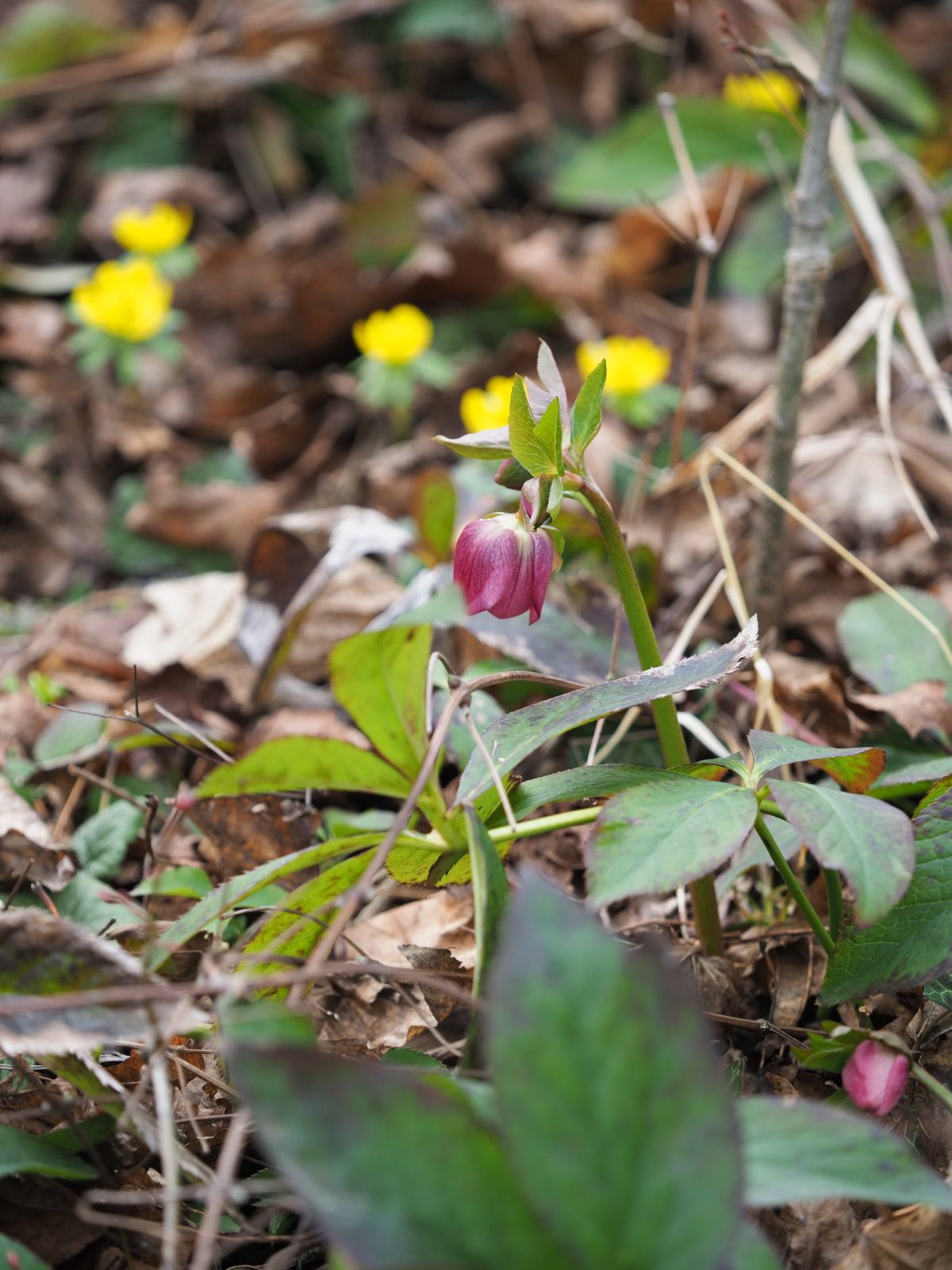 20220219_0173_P2190182_kl_H_orientalis_E_hyemalis.jpg