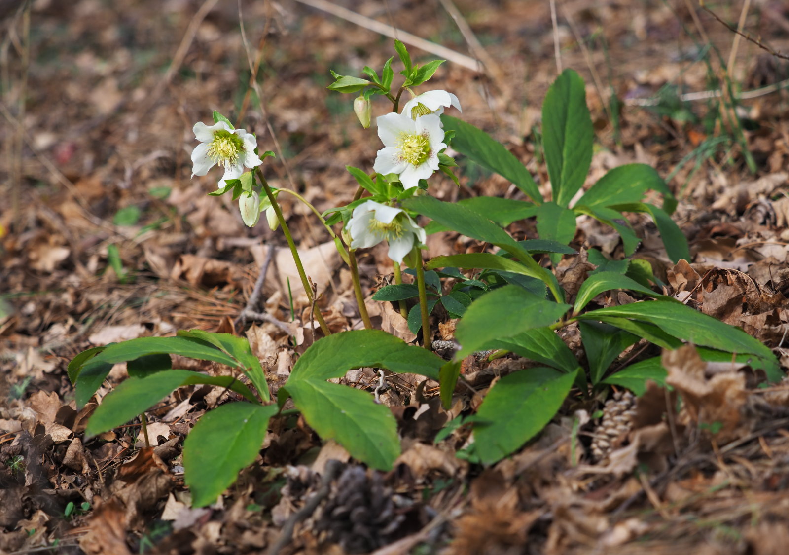 20220219_0176_P2190185_kl_H_orientalis_weiss.jpg