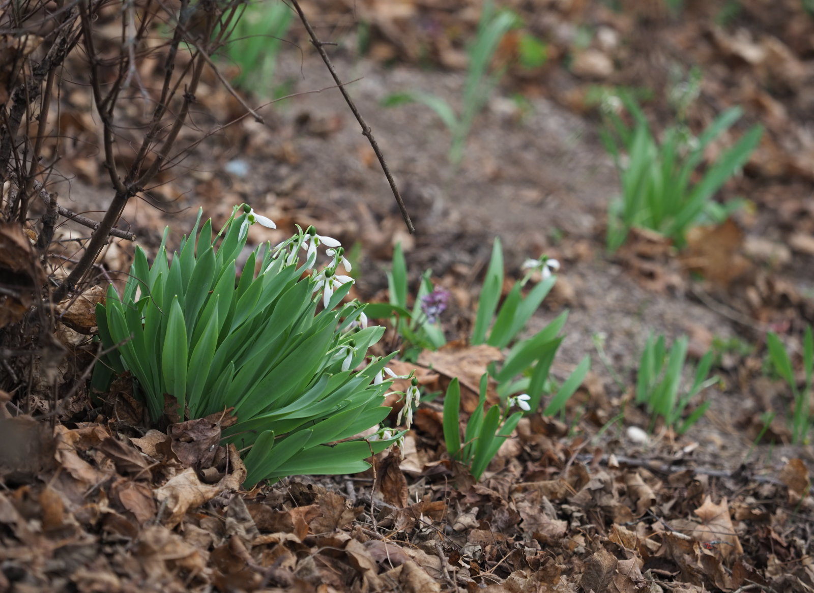 20220219_0198_P2190208_kl_Galanthus_elwesii_Corydalis_cava.jpg