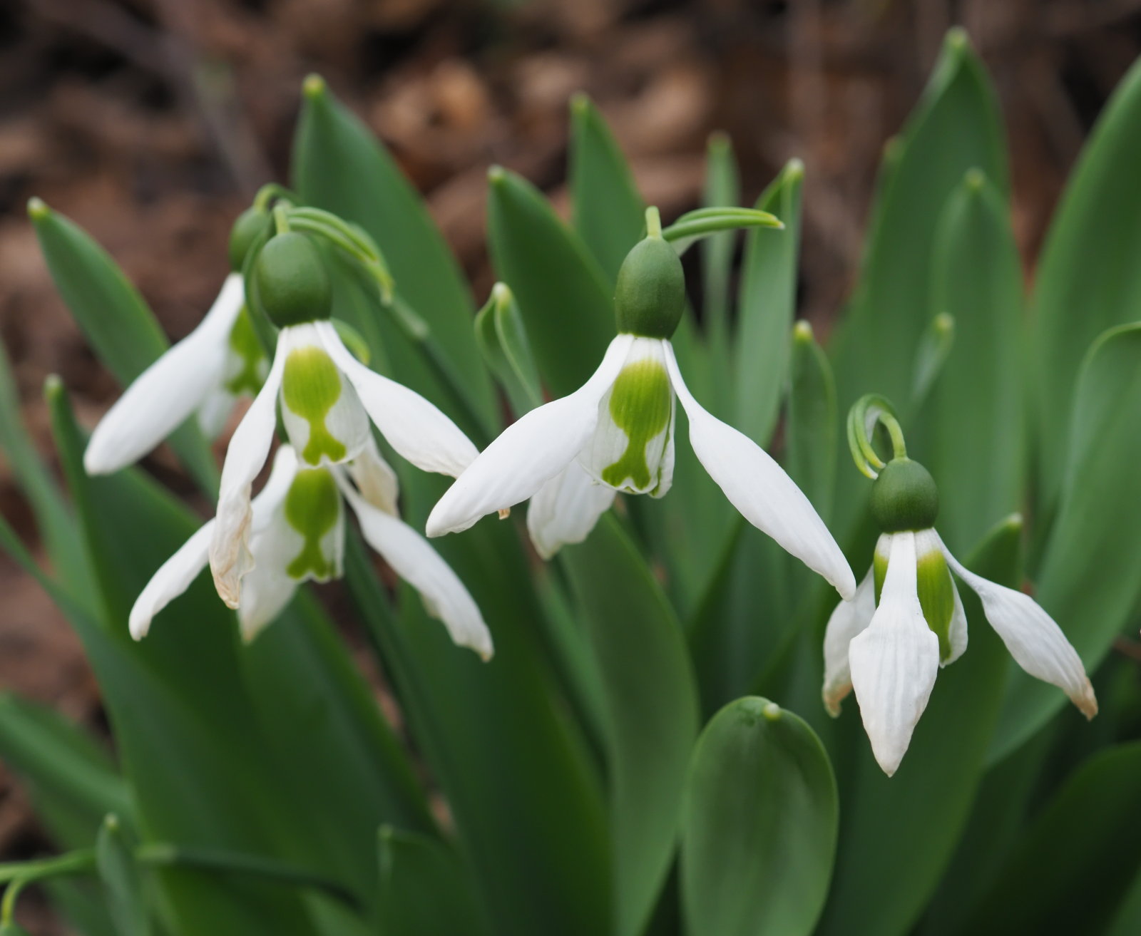 20220219_0204_P2190214_kl_Galanthus_elwesii.jpg
