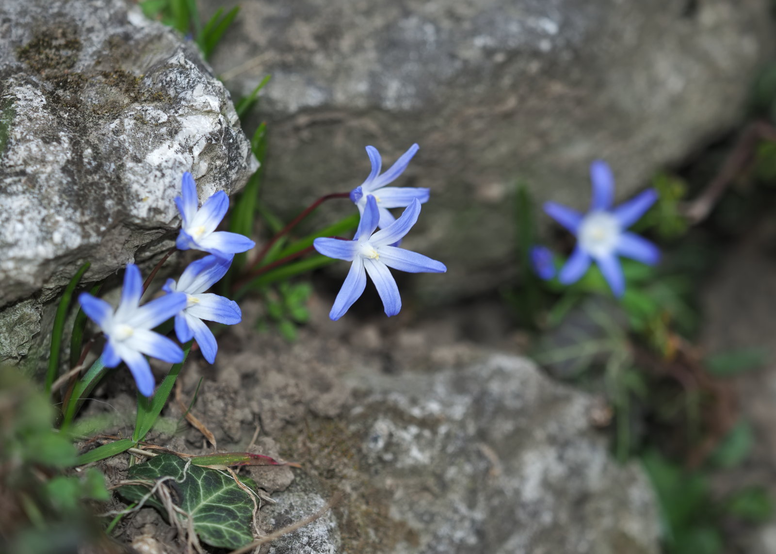 20220219_0240_P2190251_kl_Scilla_luciliae.jpg