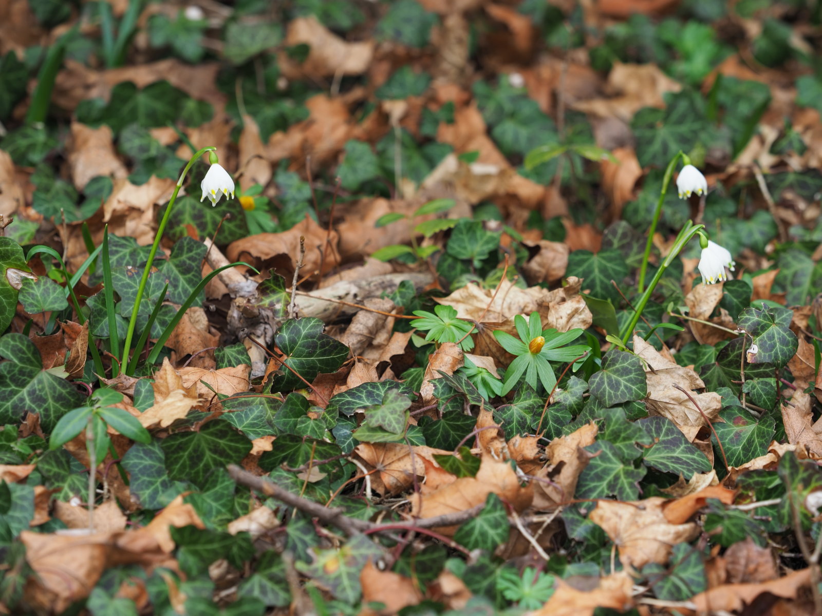 20220219_0247_P2190258_Leucojum_vernum_E_hyemalis.jpg