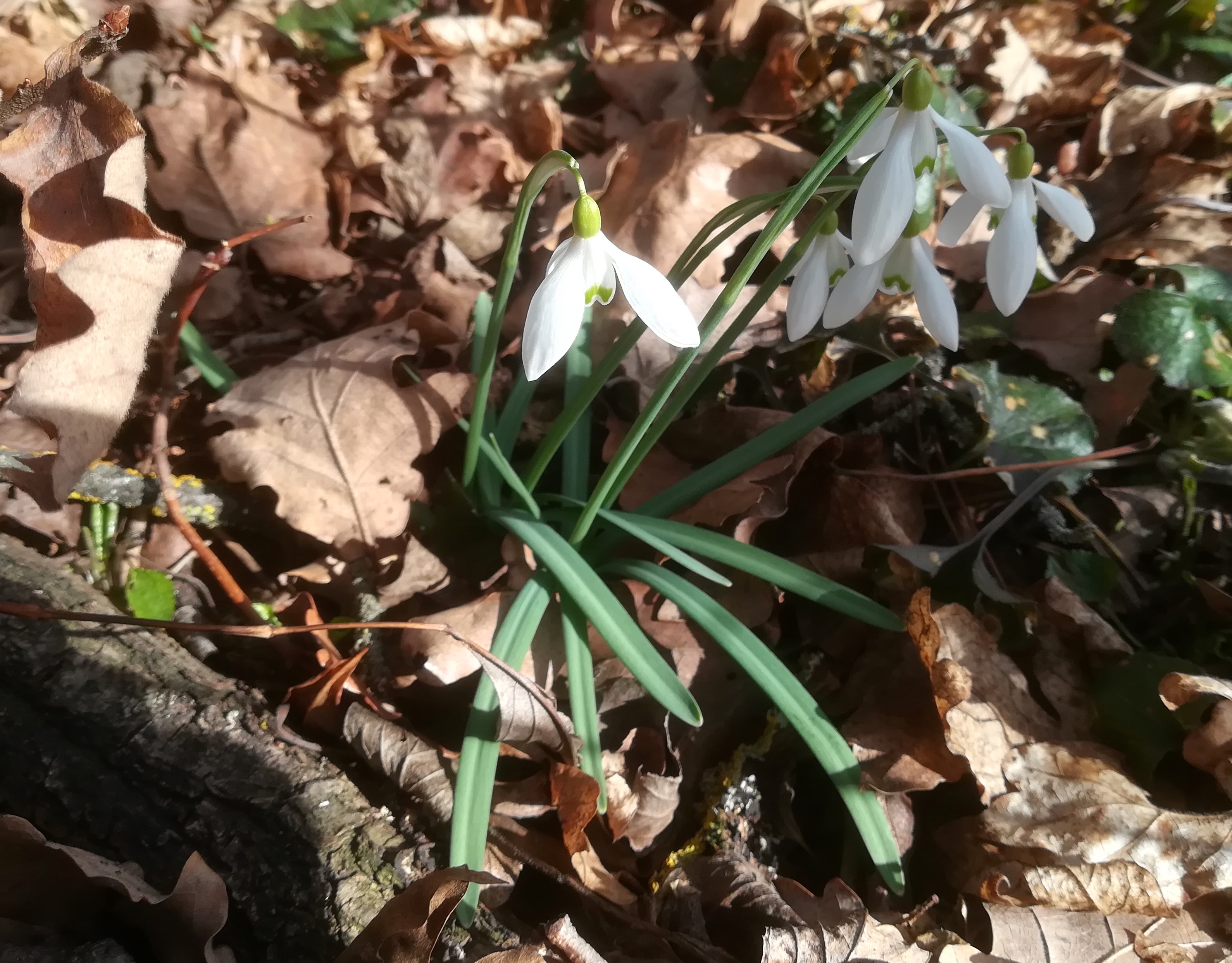 x rauchenwarther wald_20220220_111255.jpg