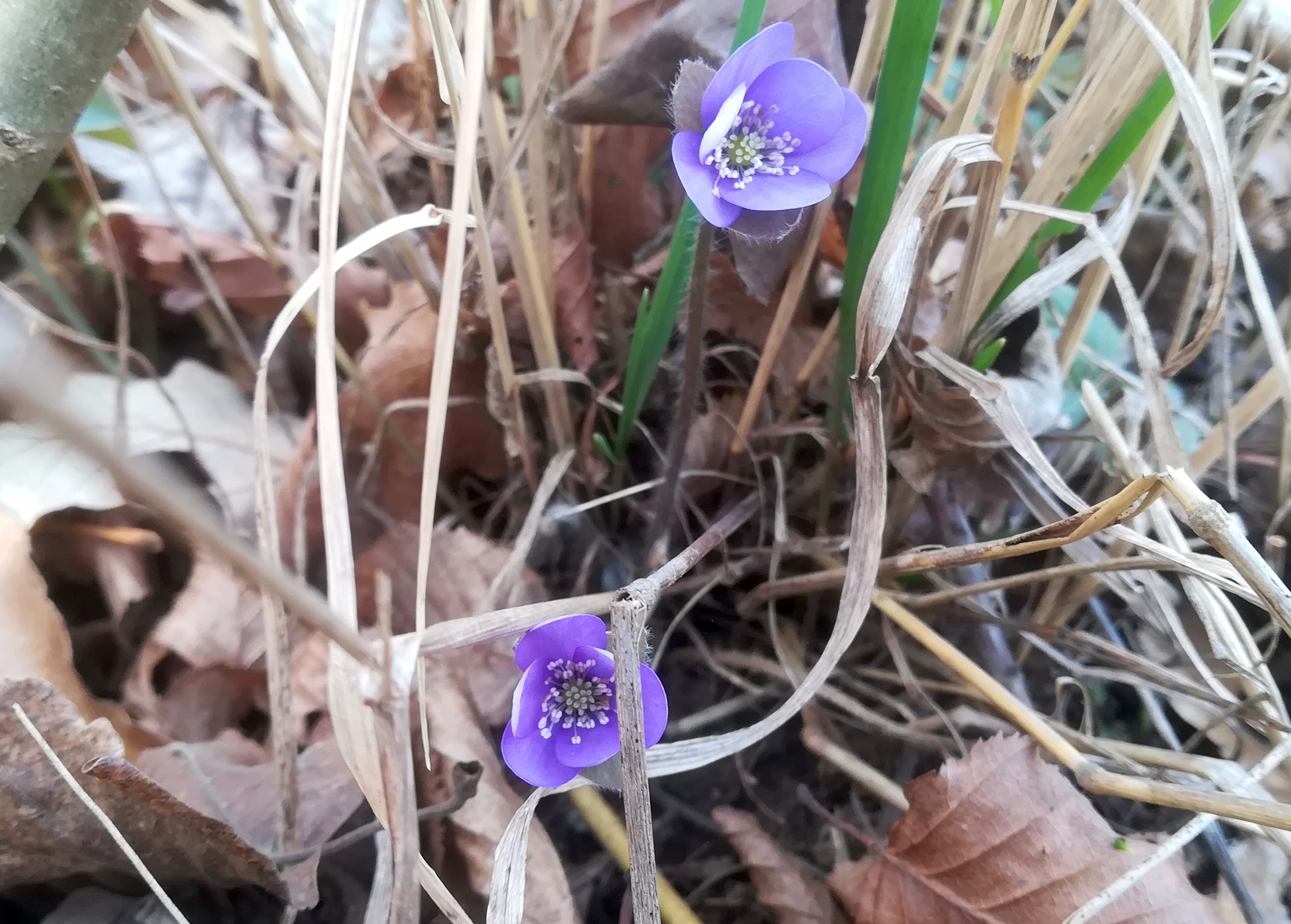 x rauchenwarther wald_20220220_111709.jpg