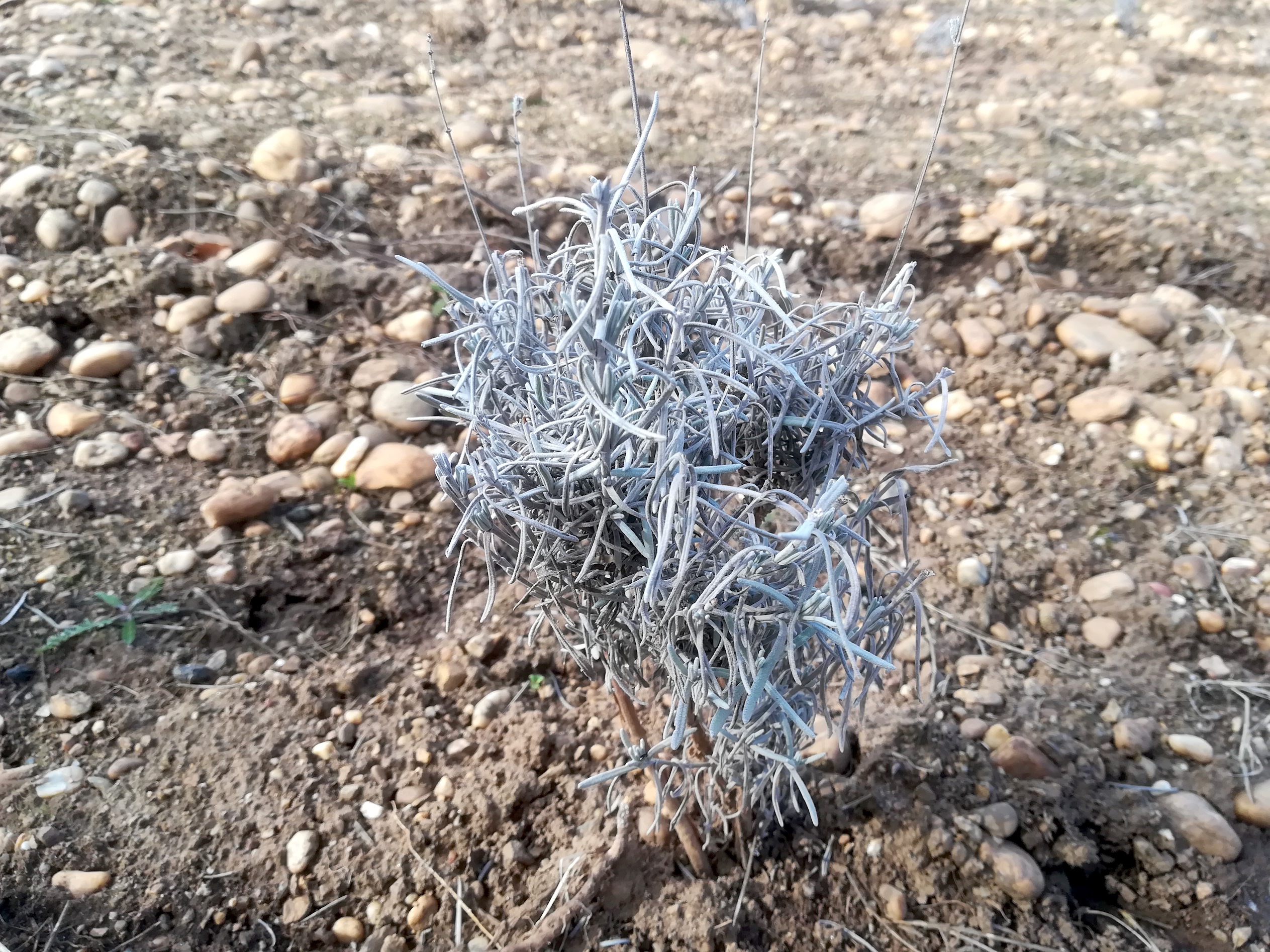 rosmarinus officinalis kult. rauchenwarther wald_20220220_113850.jpg