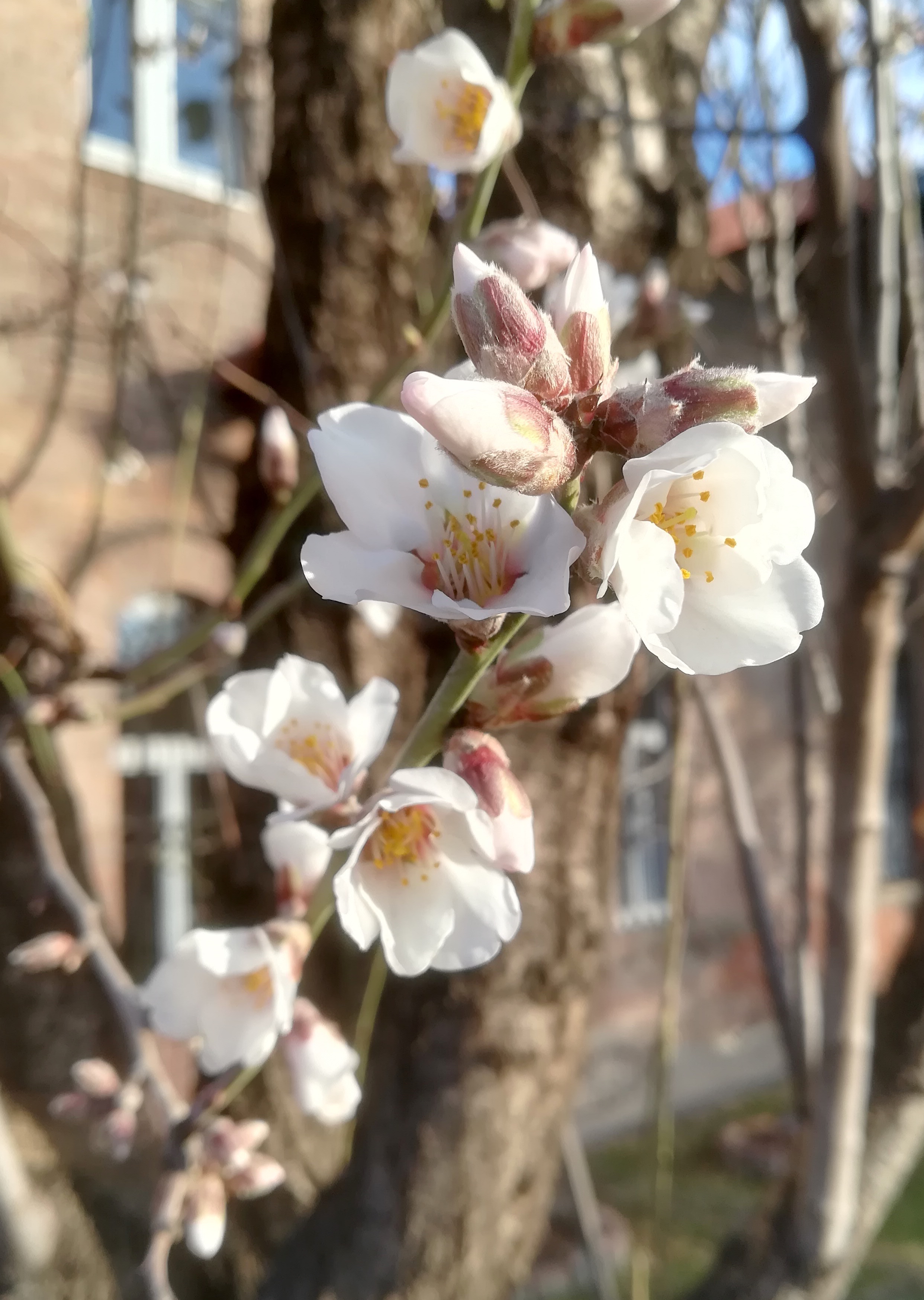 prunus cf. dulcis evang friedhof matzleinsdorfer platz_20220225_081128.jpg