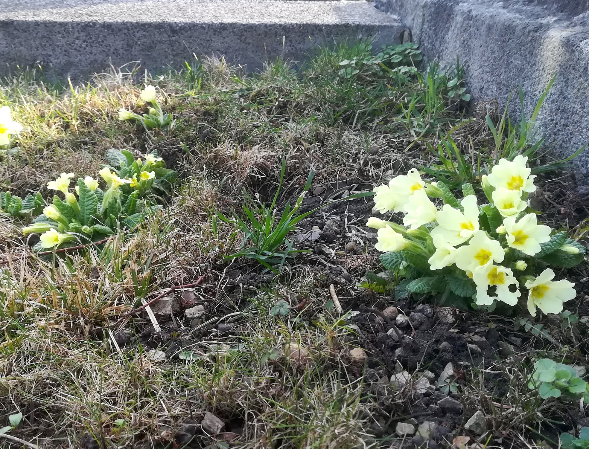 x evang friedhof matzleinsdorfer platz_20220225_082216.jpg