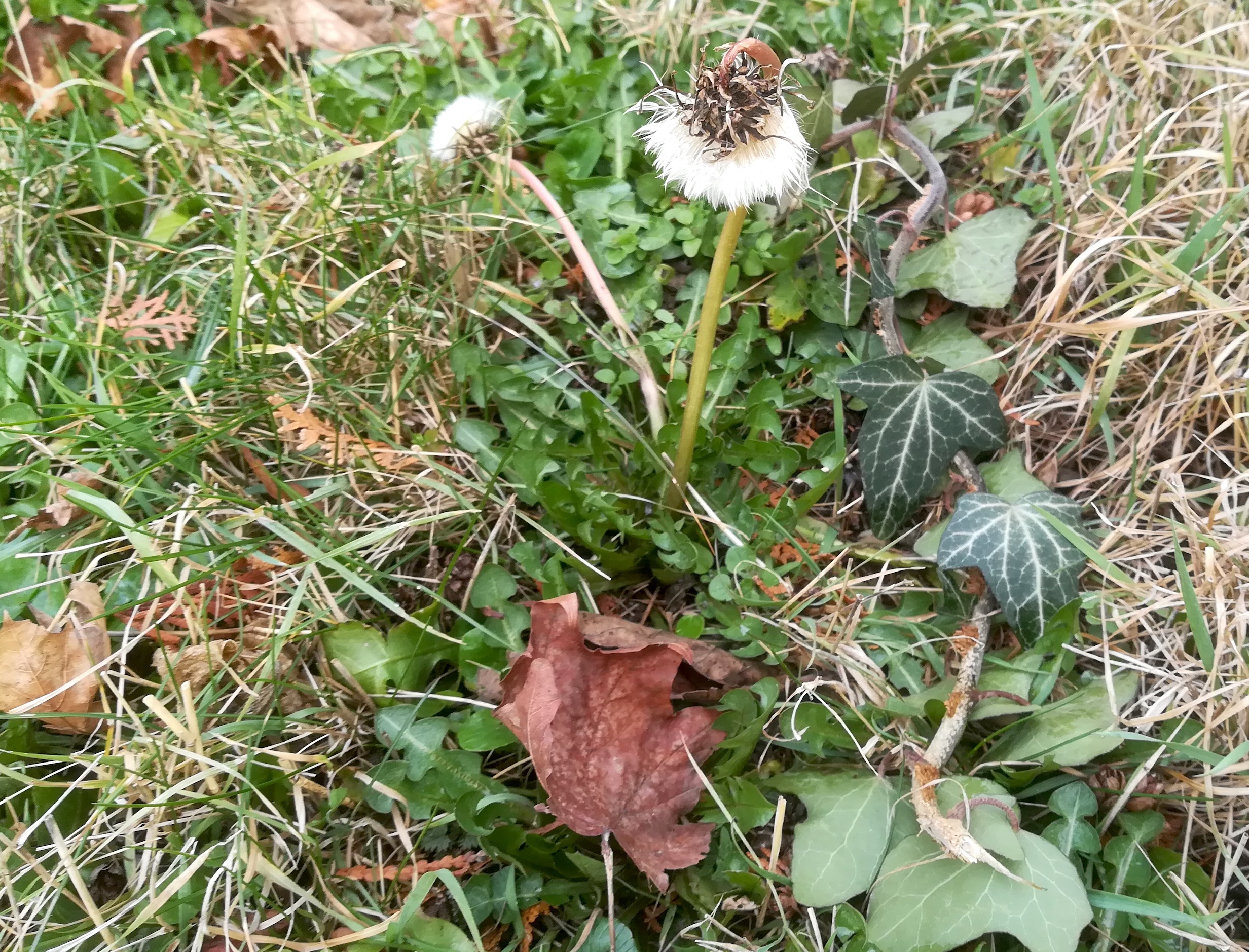 x evang friedhof matzleinsdorfer platz_20220225_084026.jpg