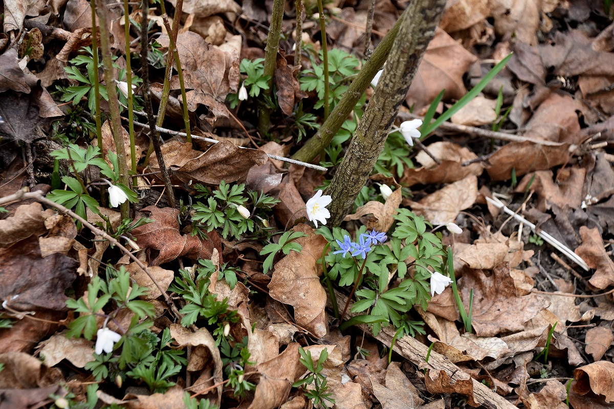 Breitenfurt -  - 25022022 - (3) - Anemone nemorosa - Busch-Windröschen und Scilla vindobonensis - Wien-Blaustern.JPG