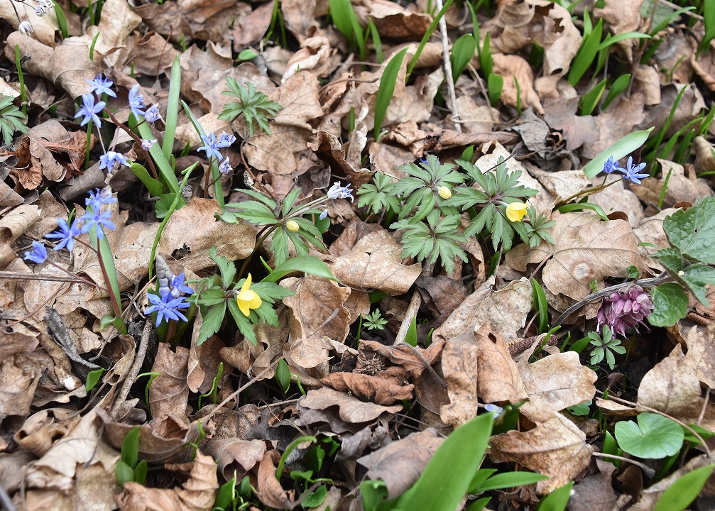 Breitenfurt -  - 25022022 - (5) - Scilla vindobonensis - Wien-Blaustern und Lathraea squamaria  subsp. squamaria und Anemone ranunculoides - Gelb-Windröschen.JPG