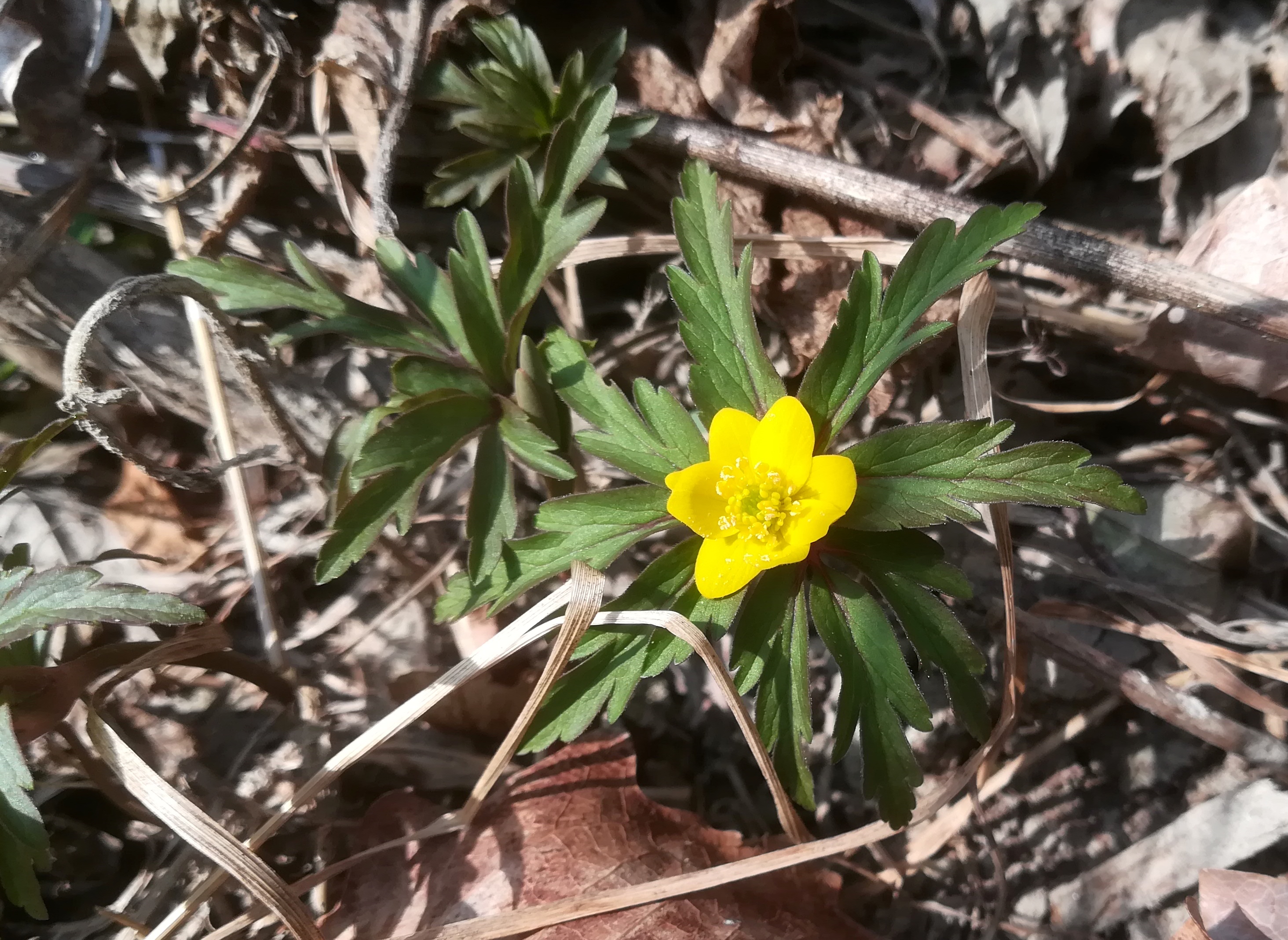 anemone ranunculoides orth an der donau_20220227_125445.jpg