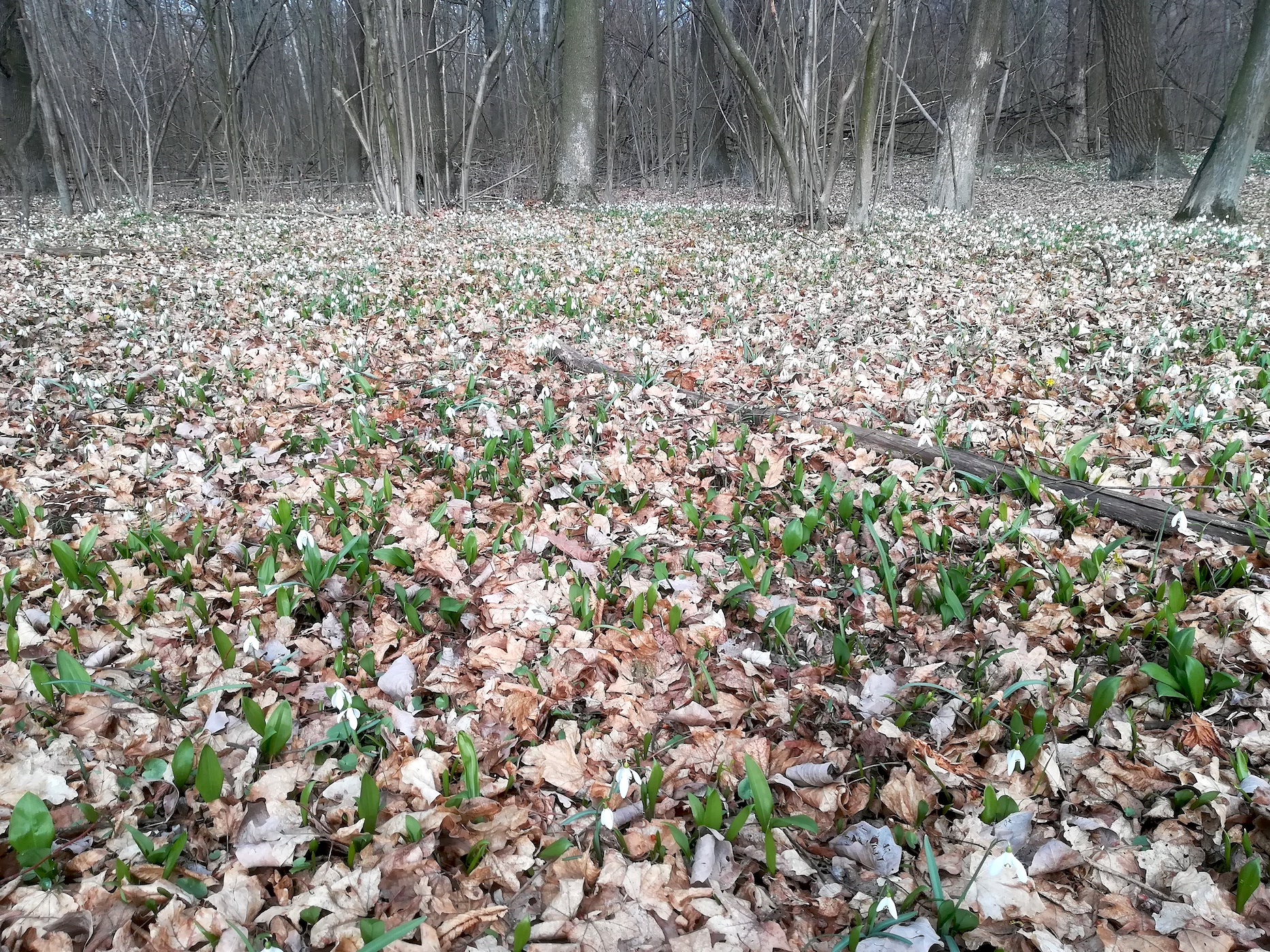 galanthus nivalis orth an der donau_20220227_130214.jpg