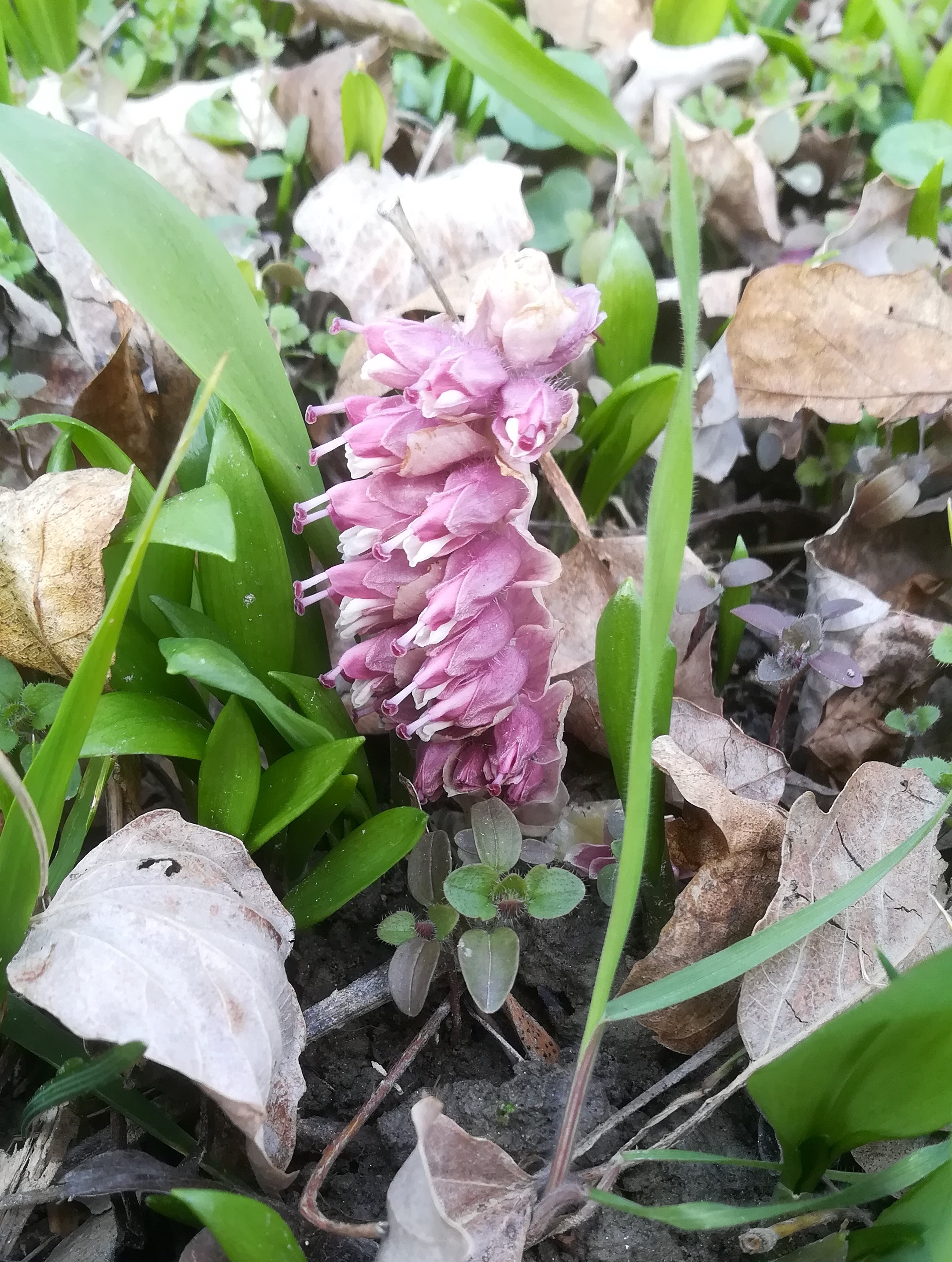lathraea squamaria subsp. squamaria orth an der donau_20220227_131614.jpg