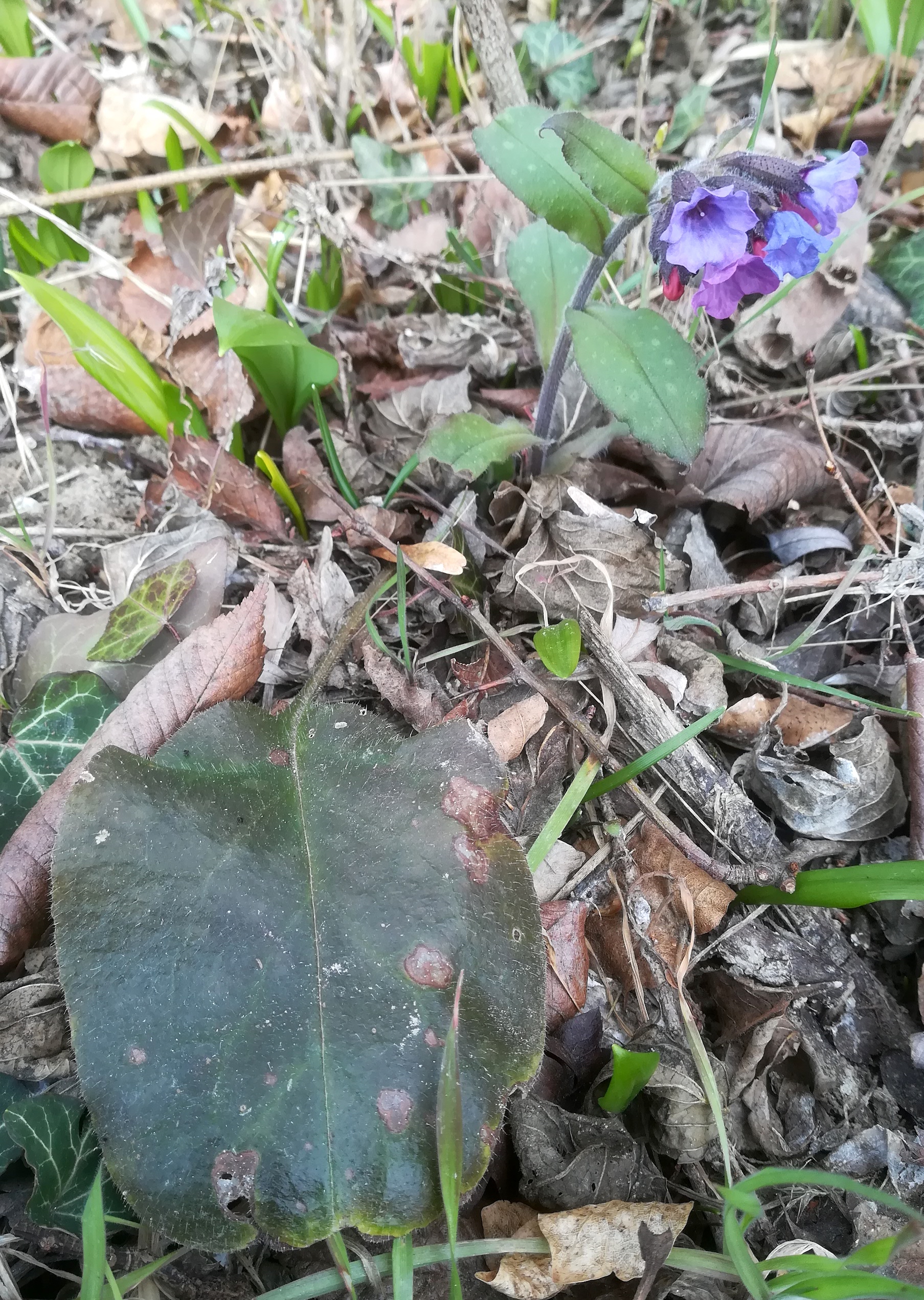 pulmonaria officinalis orth an der donau_20220227_132249.jpg