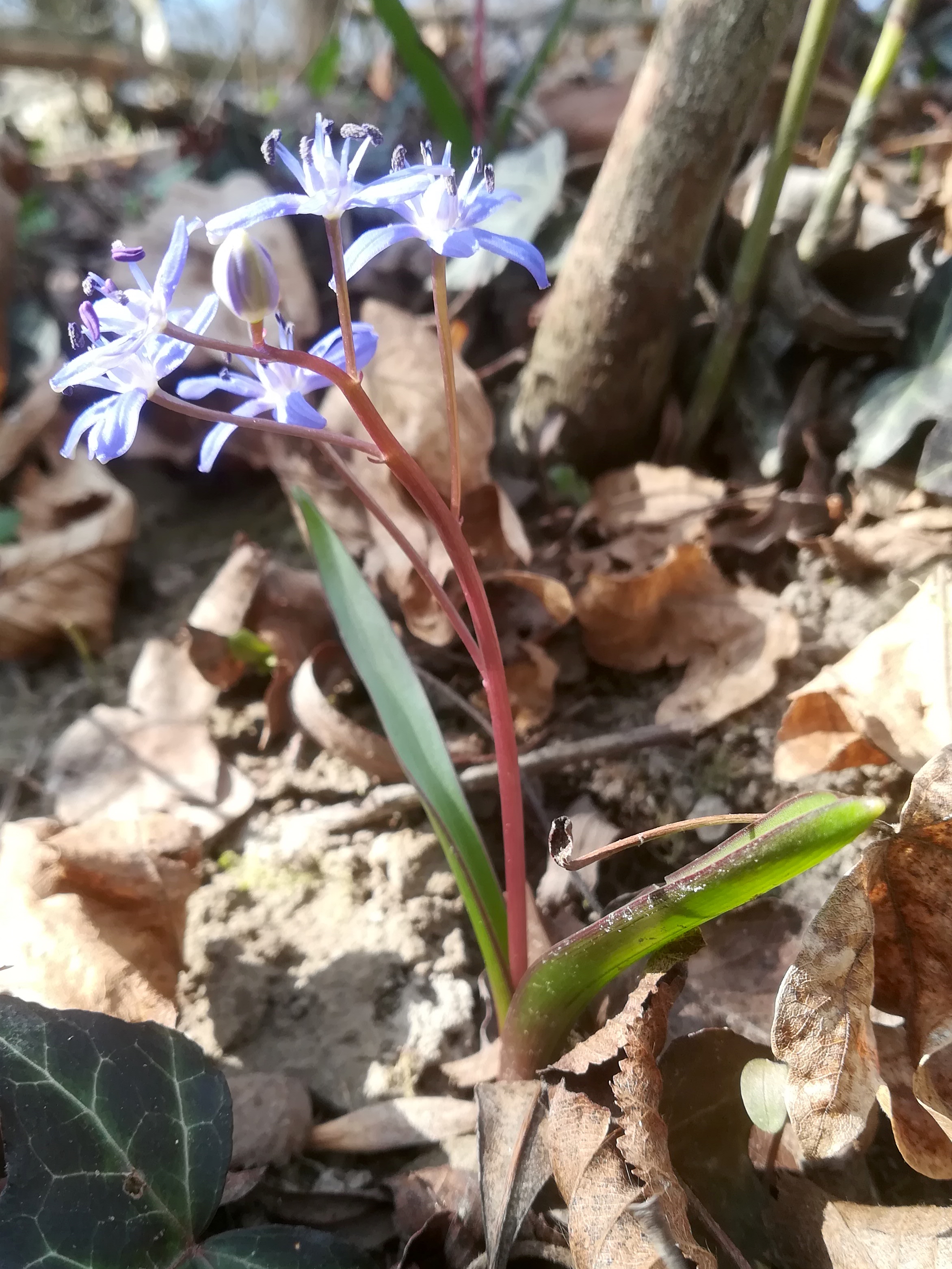 scilla vindobonensis orth an der donau_20220227_133448.jpg