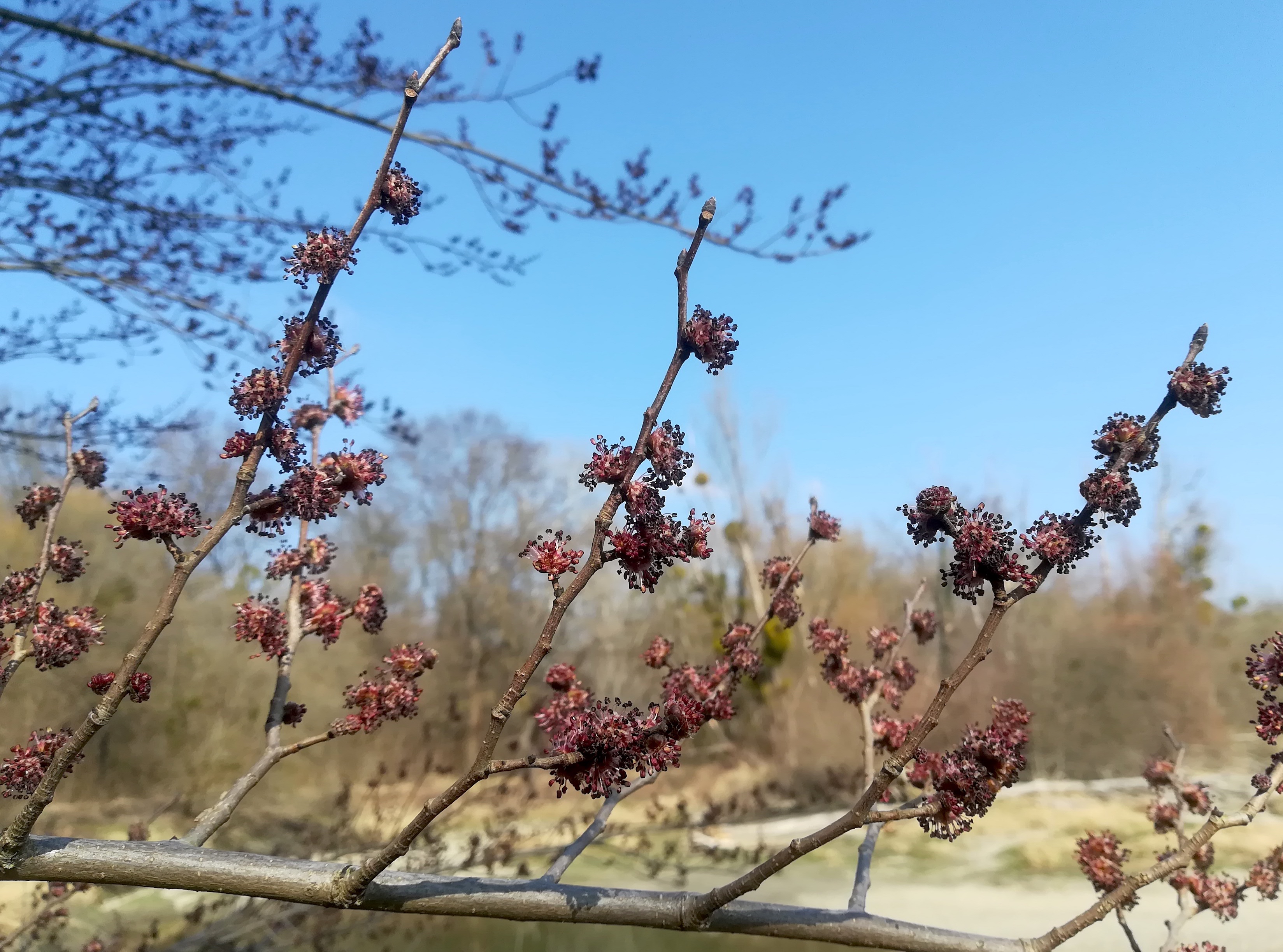 ulmus minor orth an der donau_20220227_120825.jpg
