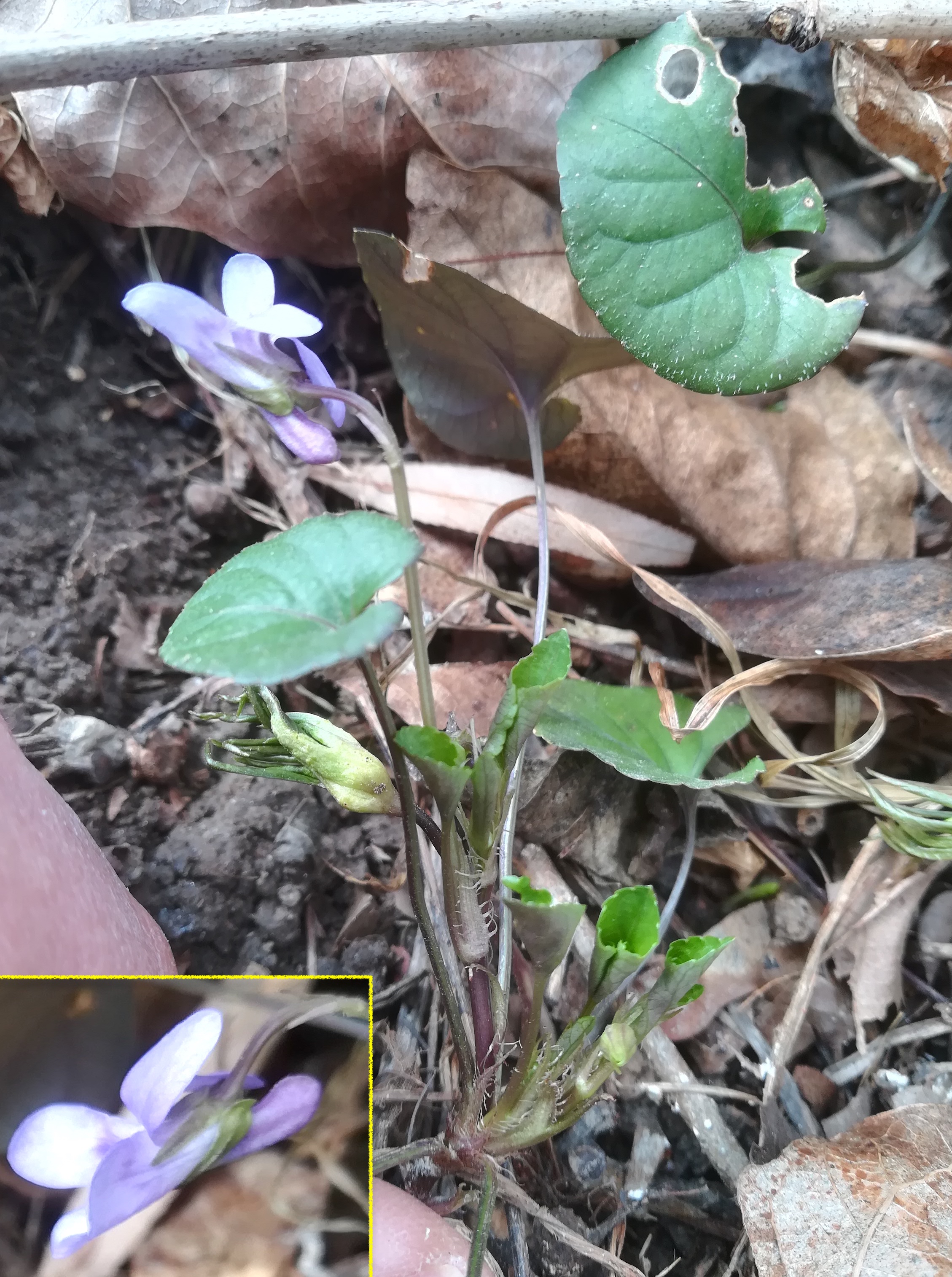 viola cf. reichenbachiana orth an der donau_20220227_125954.jpg