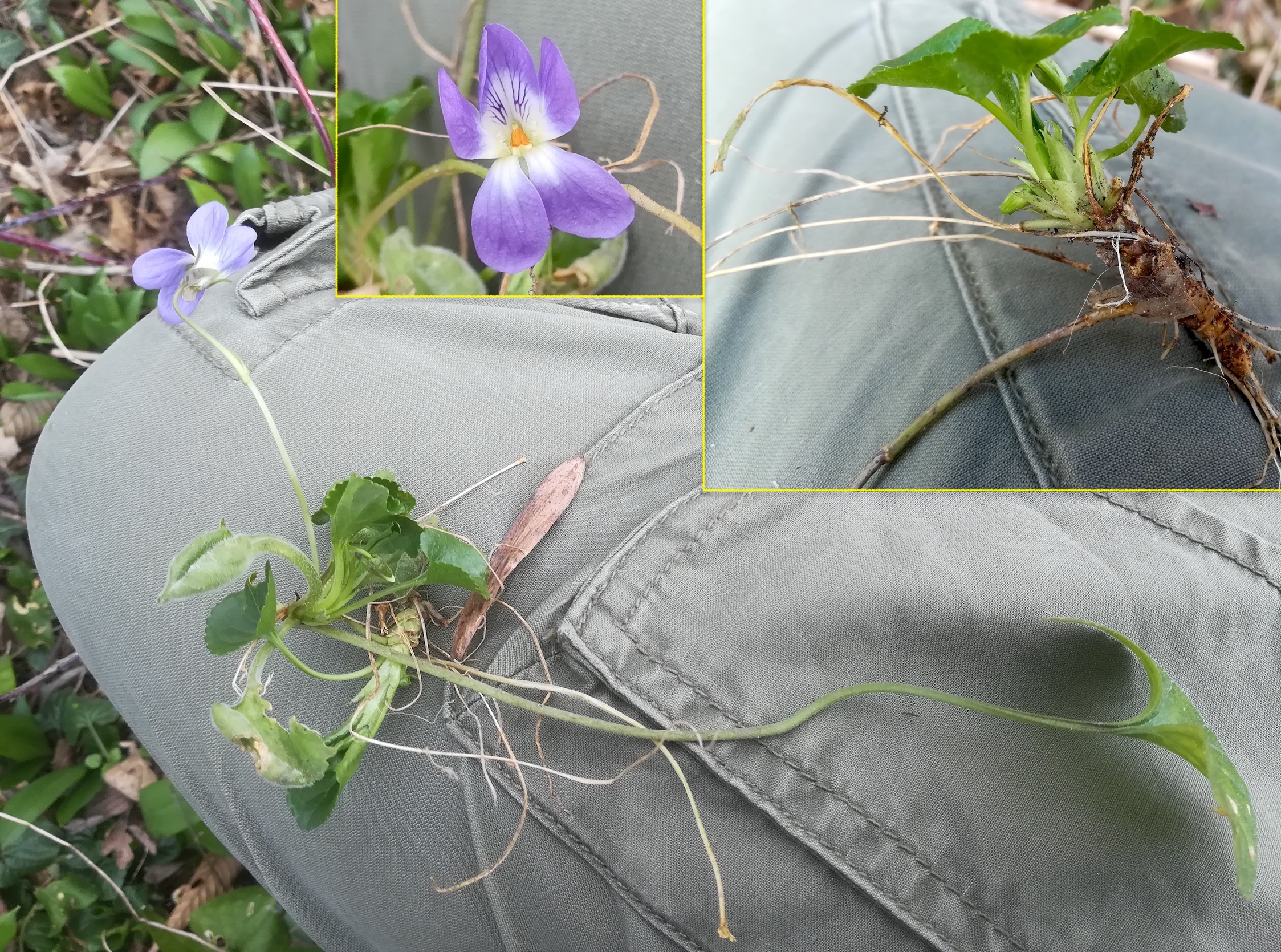 viola cf. suavis x odorata orth an der donau_20220227_134013.jpg