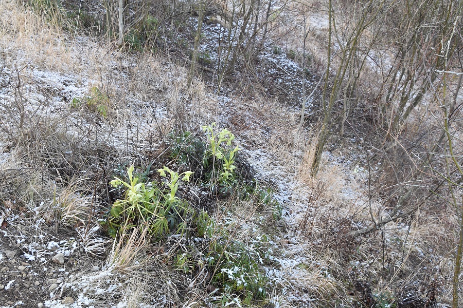 Kaltenleutgeben - 27022022 - (6) -  - Helleborus foetidus -Stinkende Nieswurz.JPG
