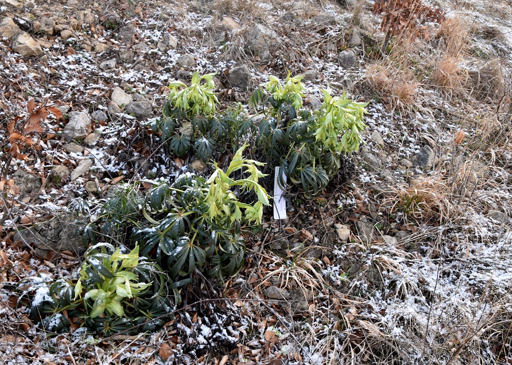 Kaltenleutgeben - 27022022 - (14) -  Helleborus foetidus -Stinkende Nieswurz.JPG