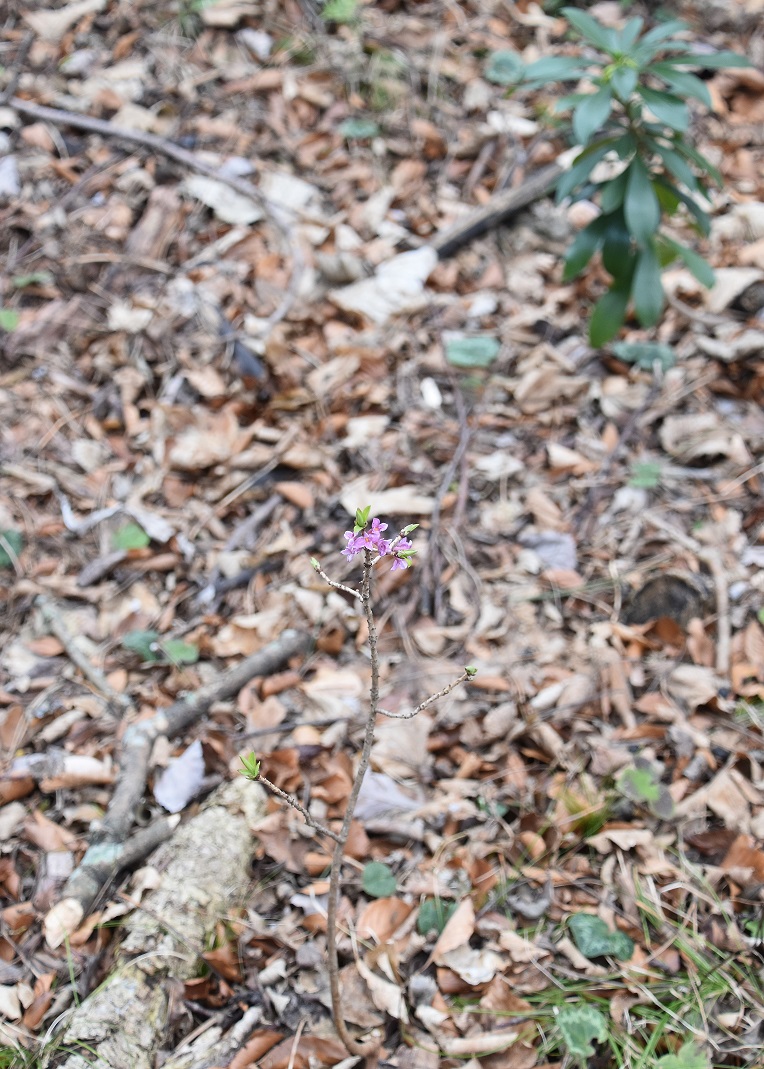 Kaltenleutgeben - 27022022 - (17) -   Daphne mezereum - Echter Seidelbast und Daphne laureola - Lorbeer-Seidelbast.JPG