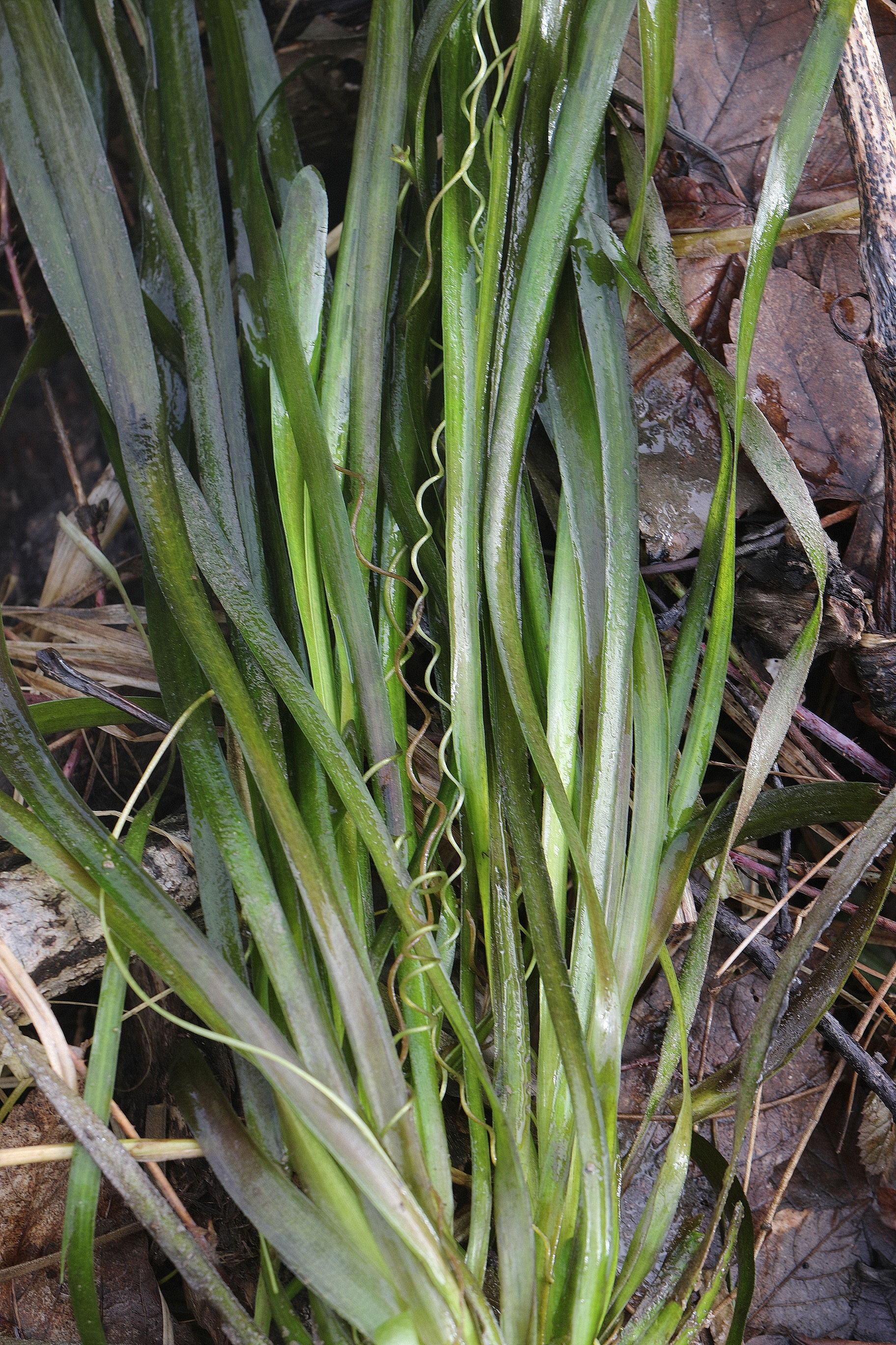 Vallisneria.spiralis.K-Warmbach.Villach. 26.Feb.22.JPG