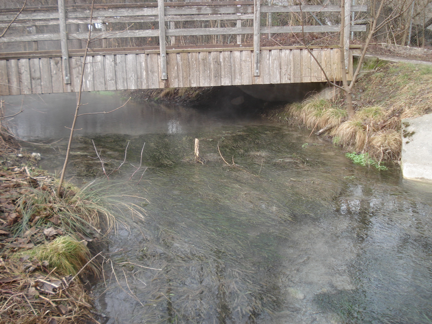 Vallisneria.spiralis.K-Warmbach.Villach.26.02. 22.JPG