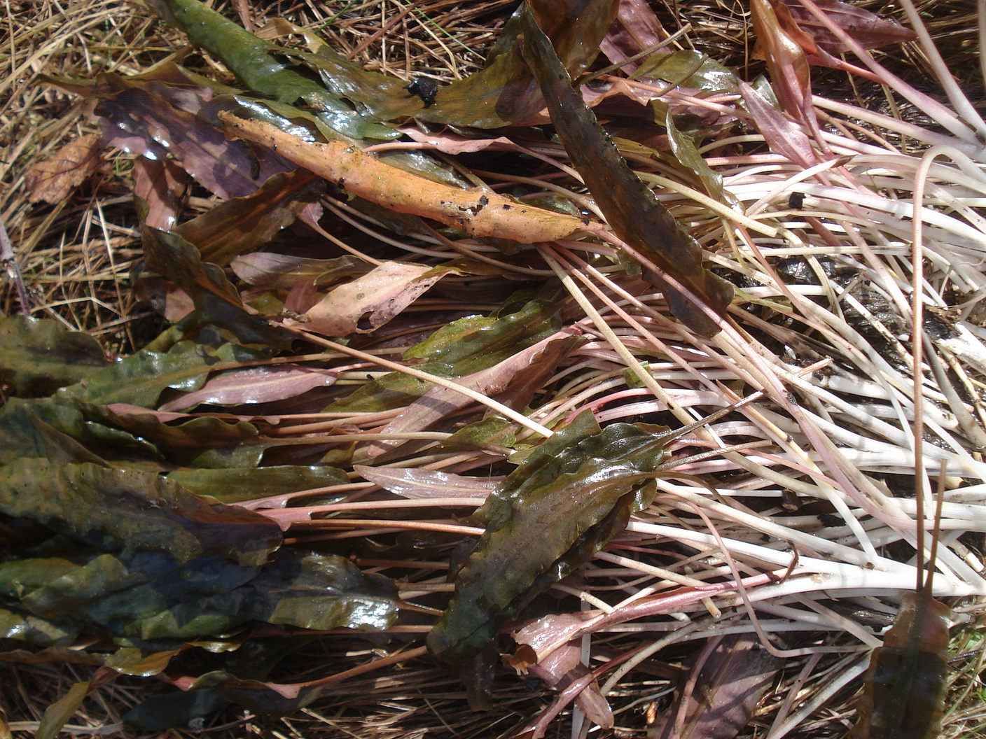 Cryptocoryne.wendtii.cf.Wasserkelch.K-Villach.Warmbach.26.02.22..JPG