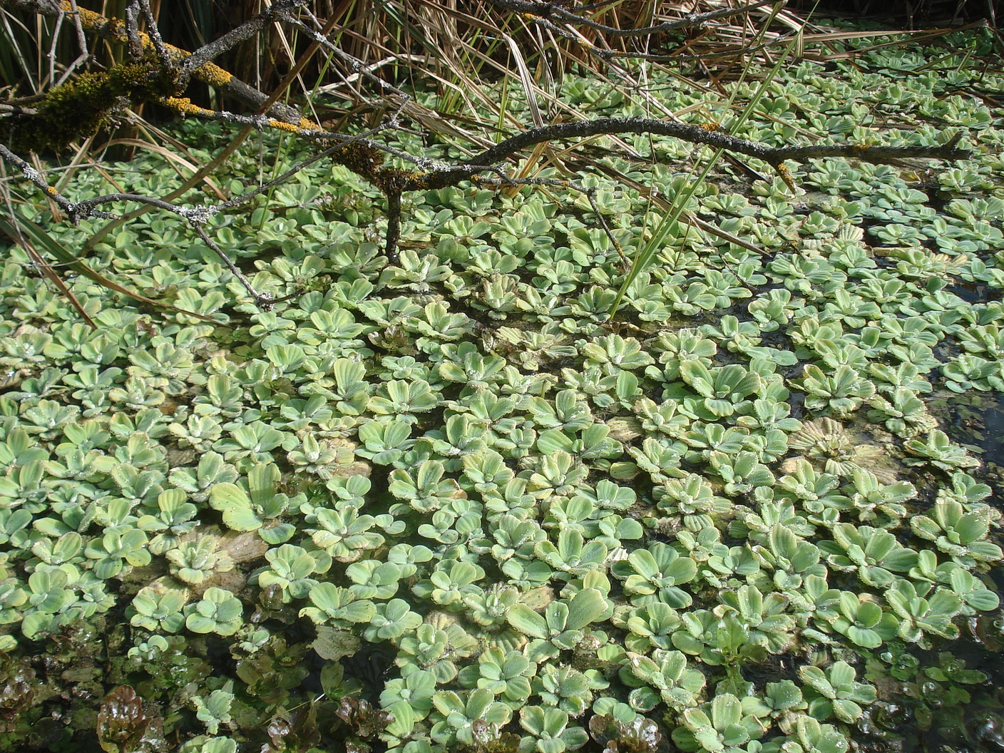 Pistia.stratiotes.verw.K-Warmbach.Villach. 26.Feb.22.JPG