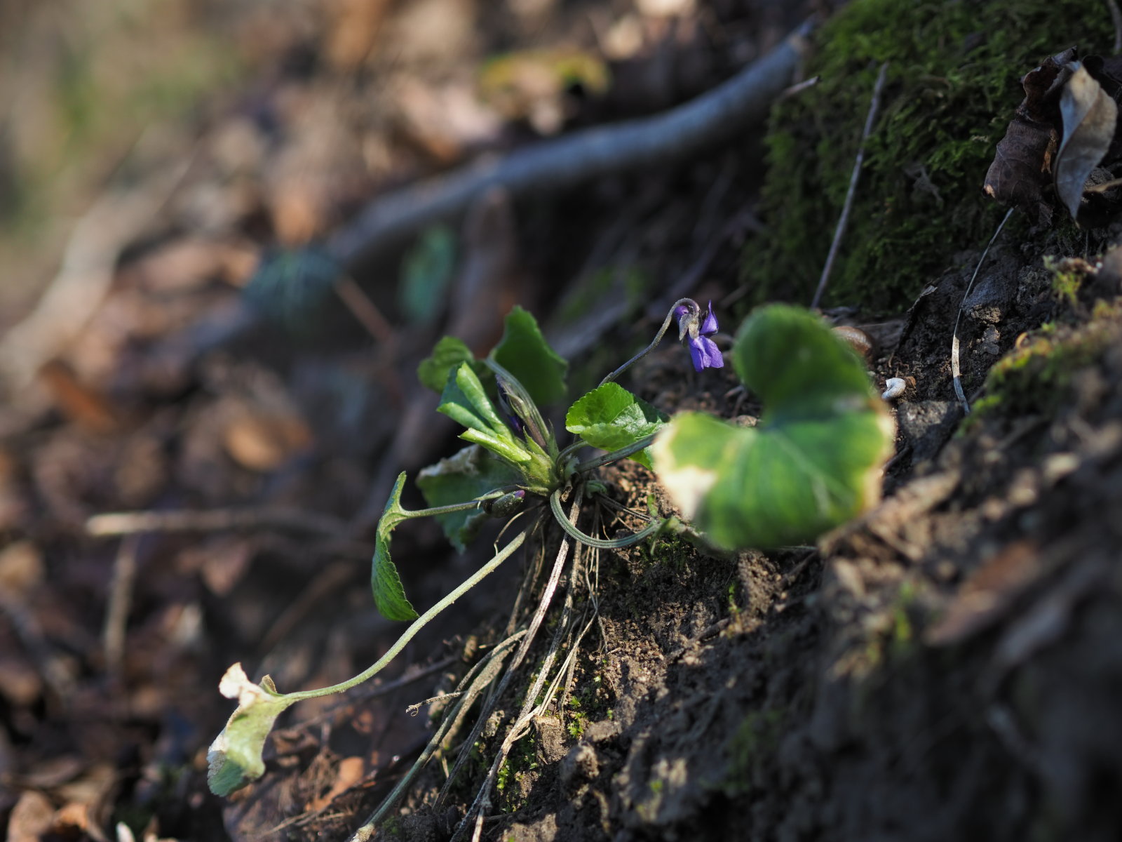 Viola_odorata_20220227_0056_P2270060.jpg