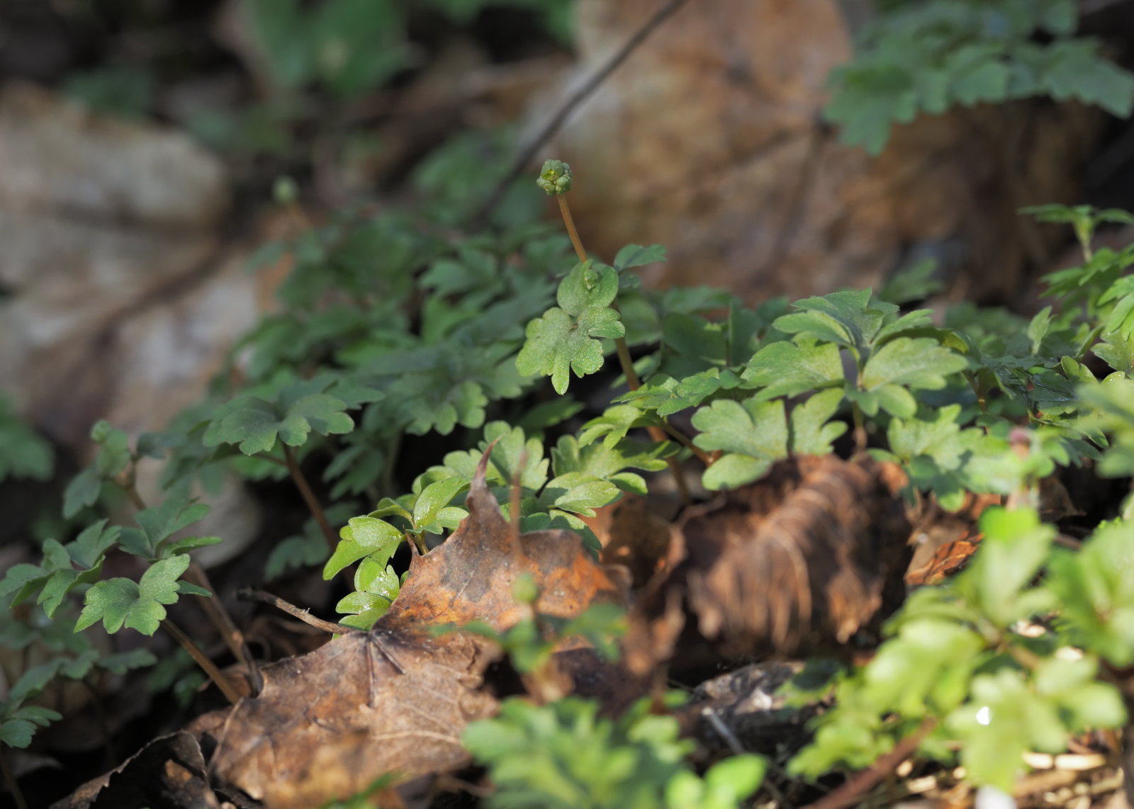 Adoxa_moschatellina_20220227_0066_P2270070.jpg
