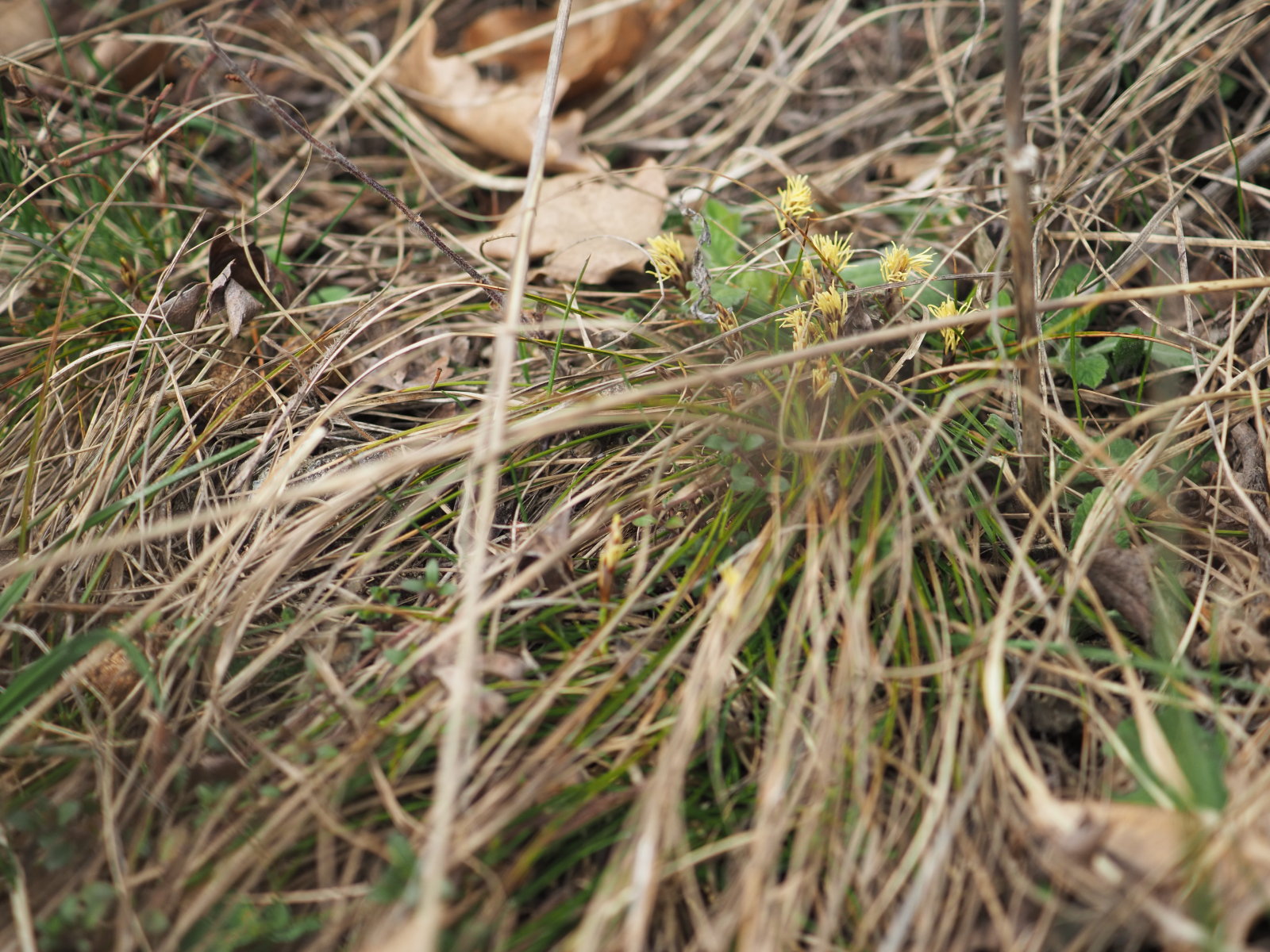 Carex_humilis_20220227_0098_P2270102.jpg