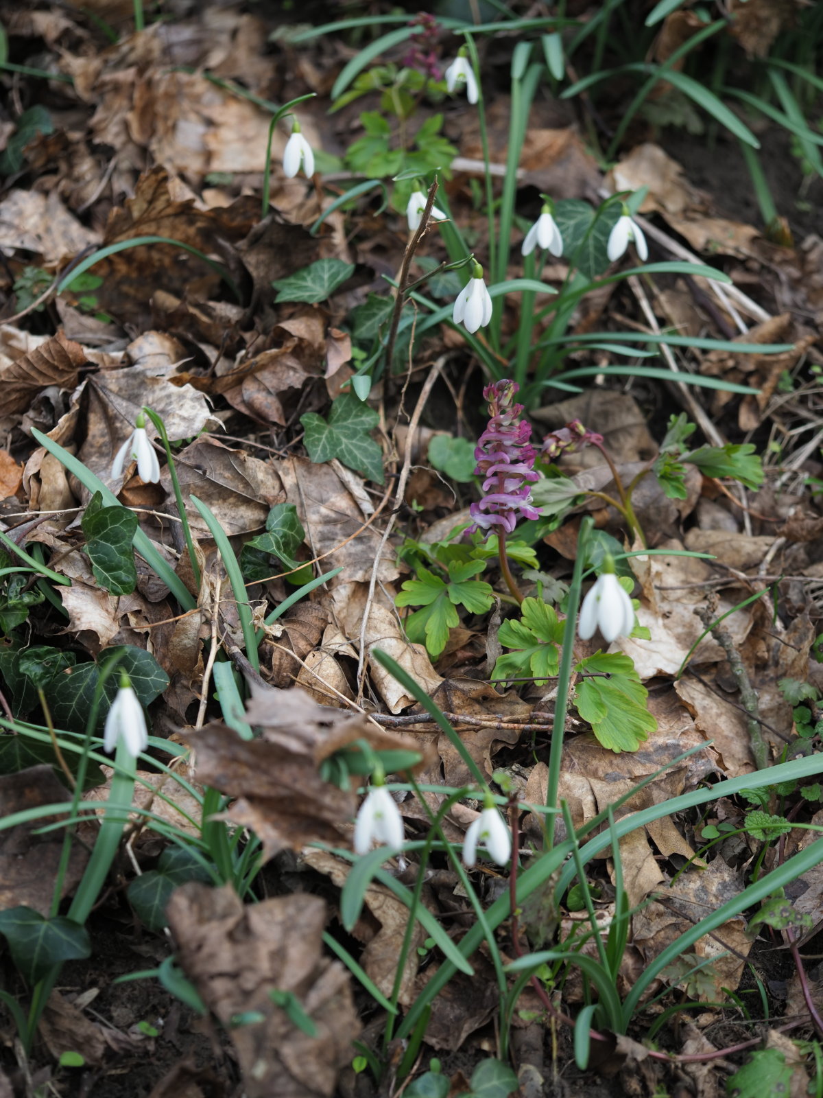 Corydalis_cava_20220227_0148_P2270152.jpg