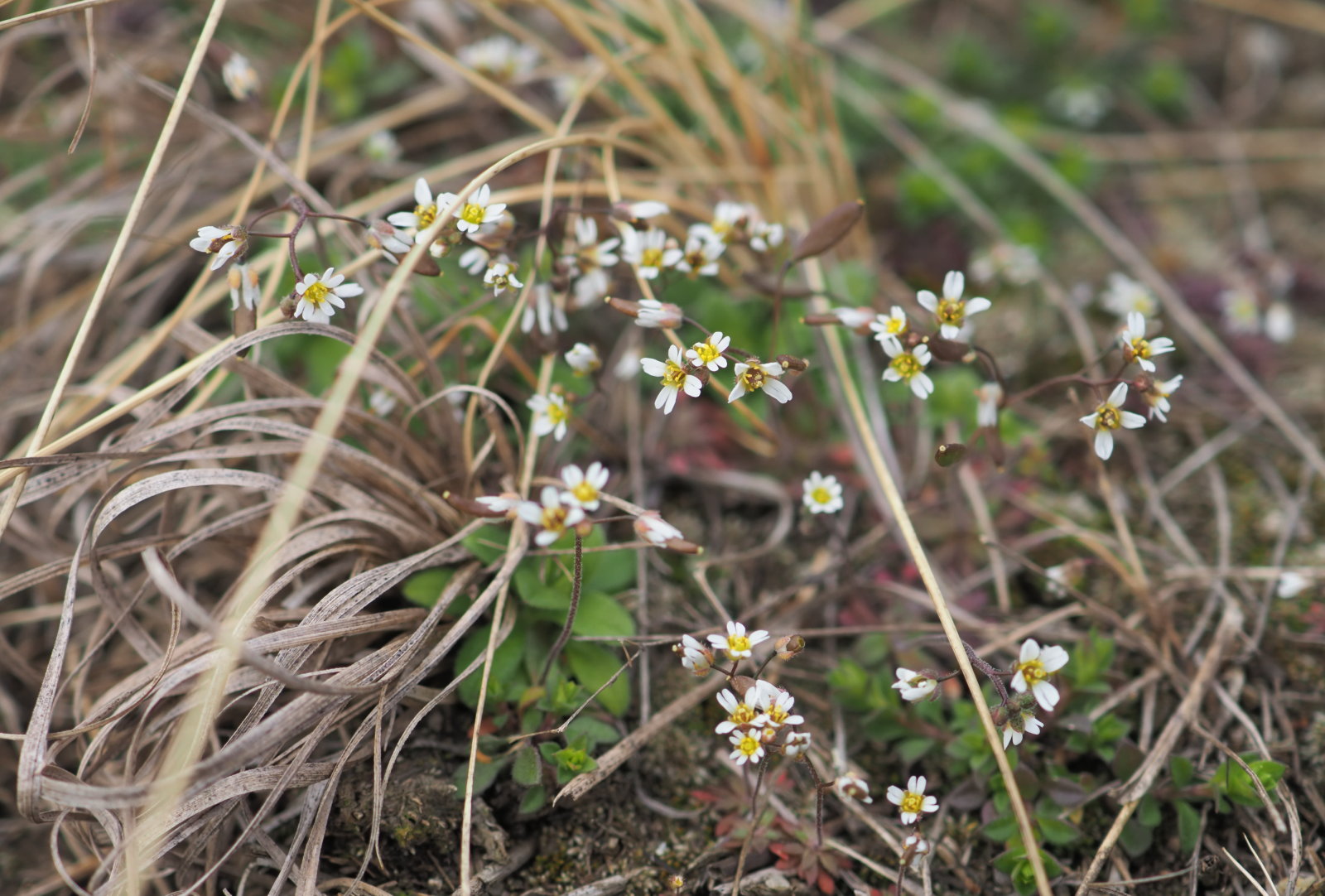 Draba_verna_20220227_0101_P2270105.jpg