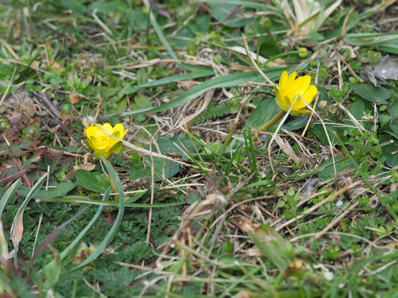 Ficaria_calthifolia_20220227_0142_P2270146.jpg