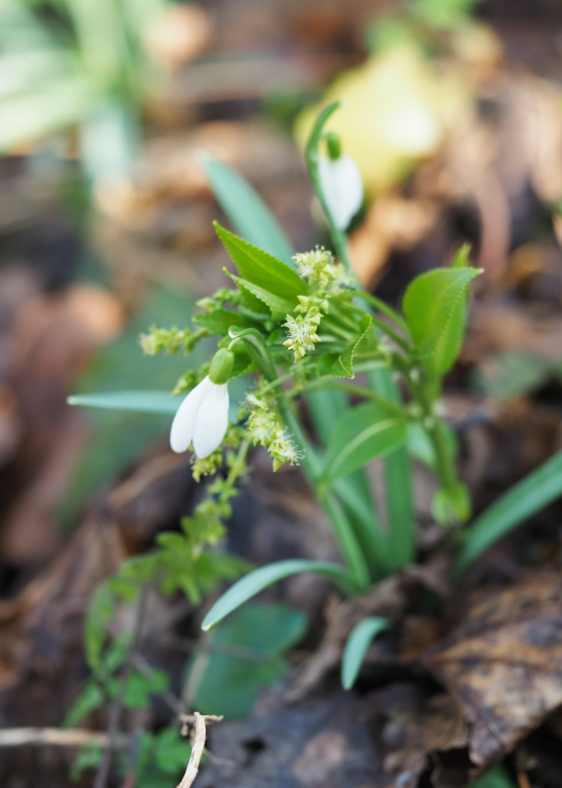 Mercurialis_perennis_20220227_0059_P2270063.jpg