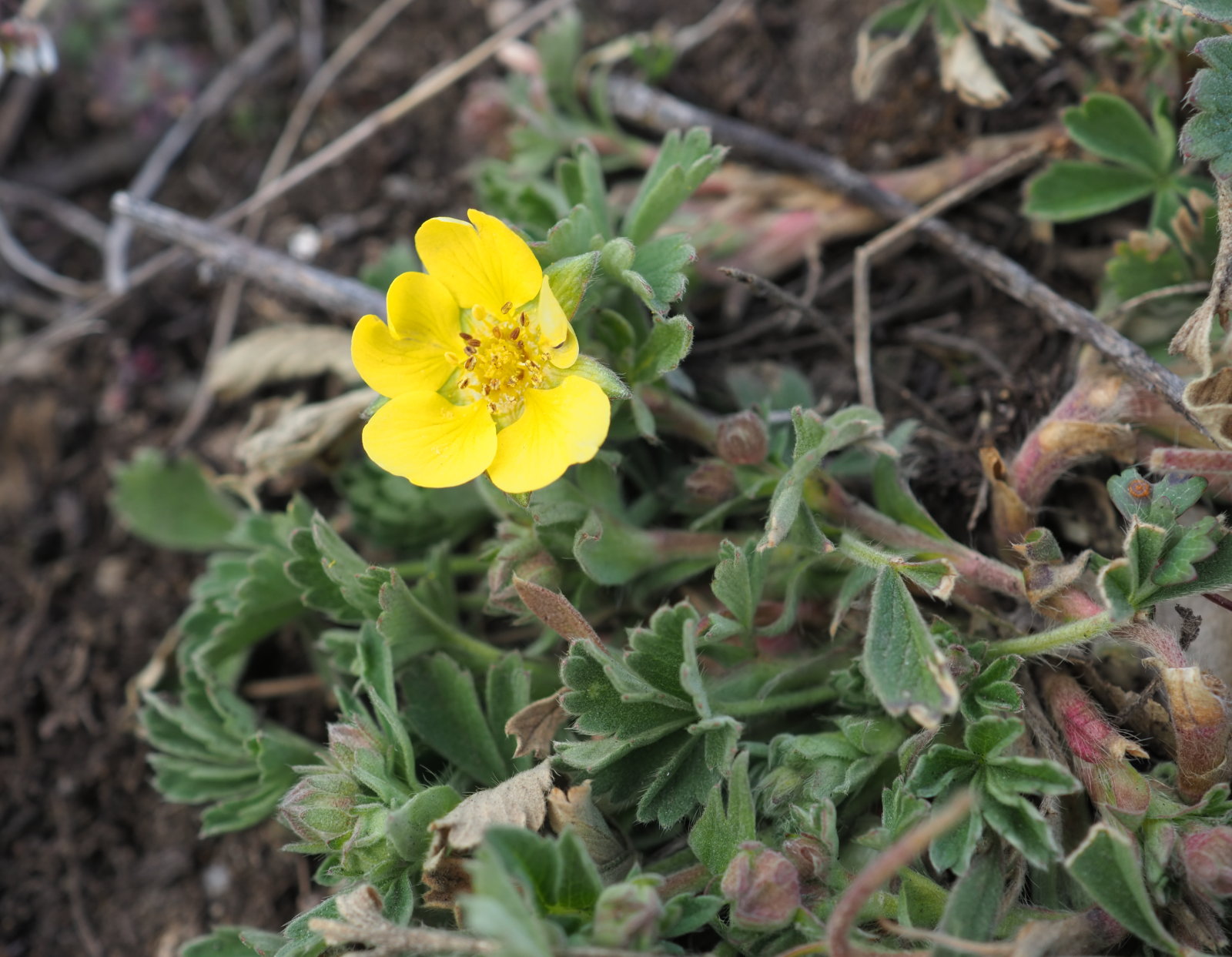 Potentilla_incana_20220227_0106_P2270110.jpg