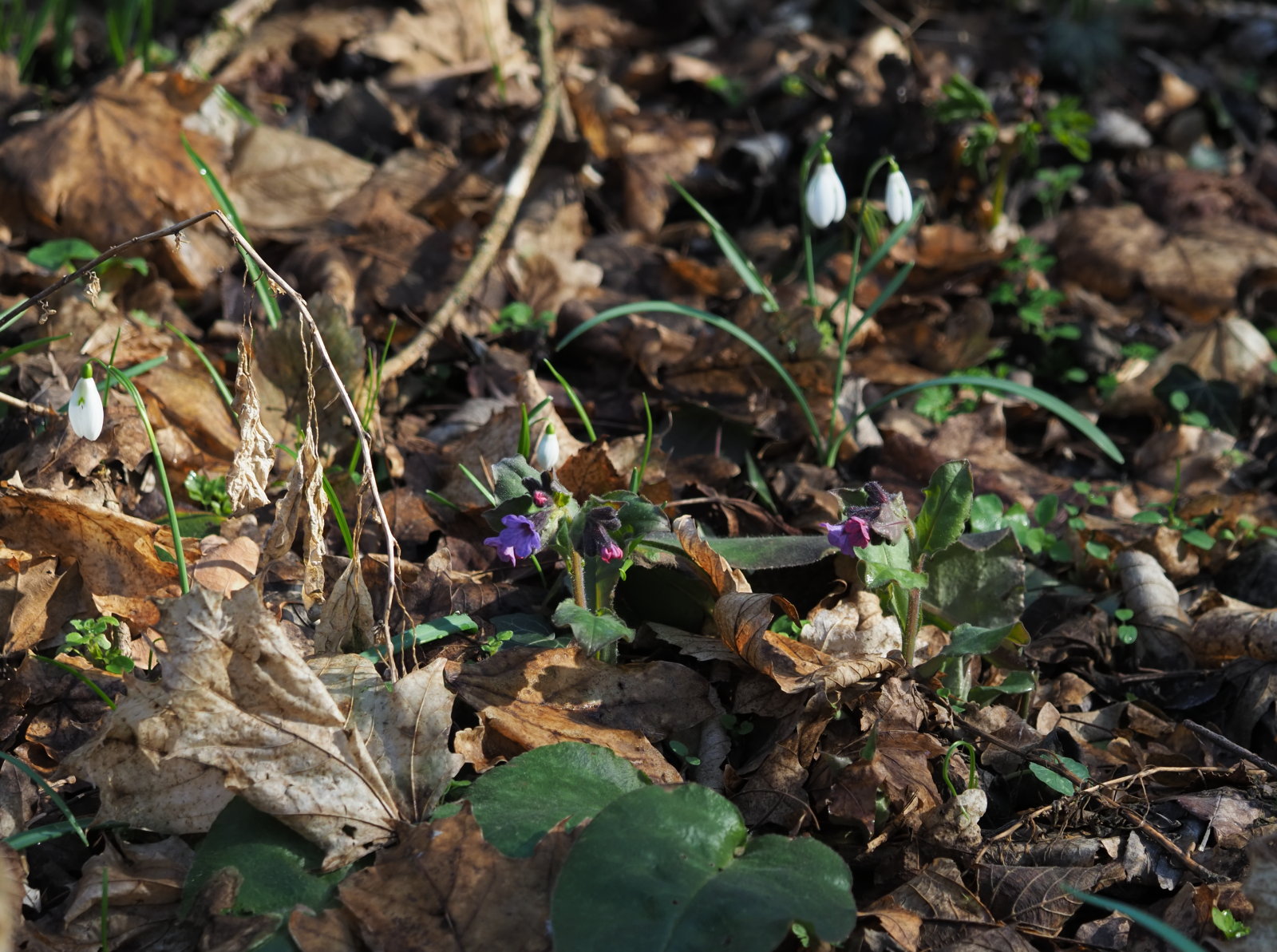 Pulmonaria_officinalis_20220227_0069_P2270073.jpg