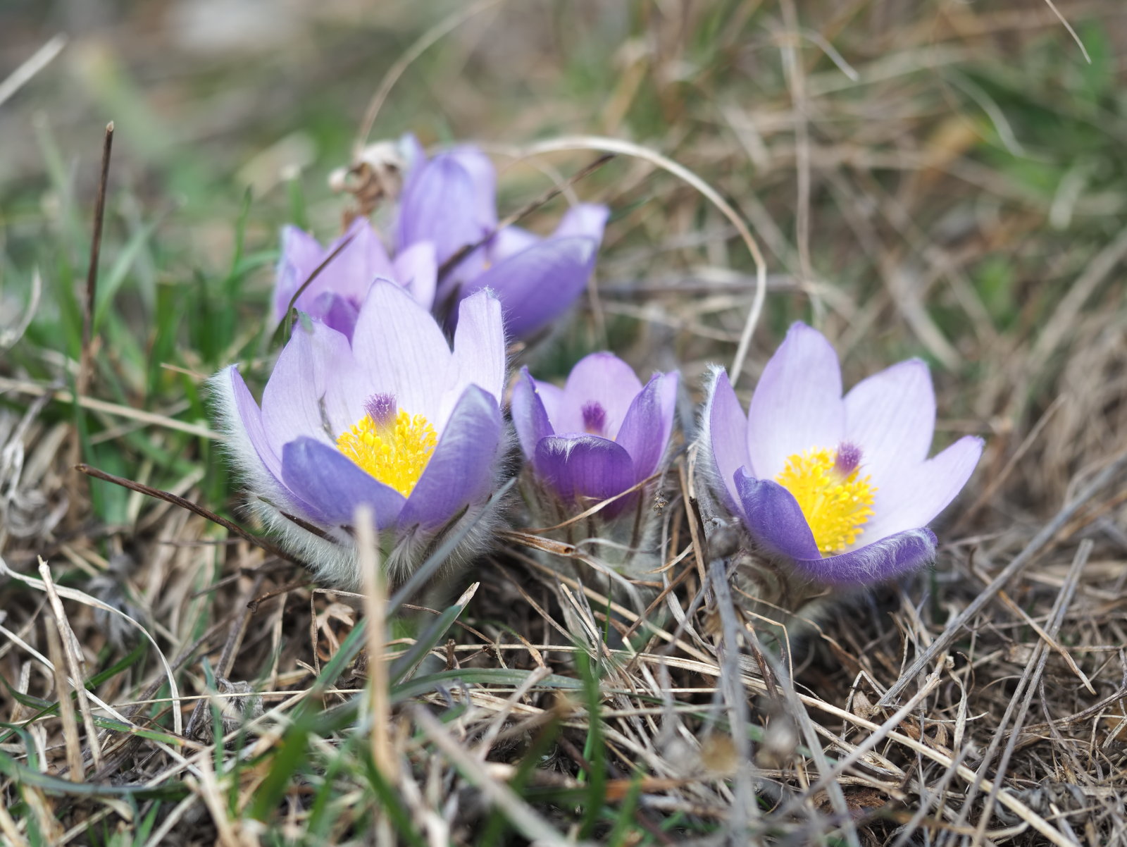 Pulsatilla_grandis_20220227_0123_P2270127.jpg