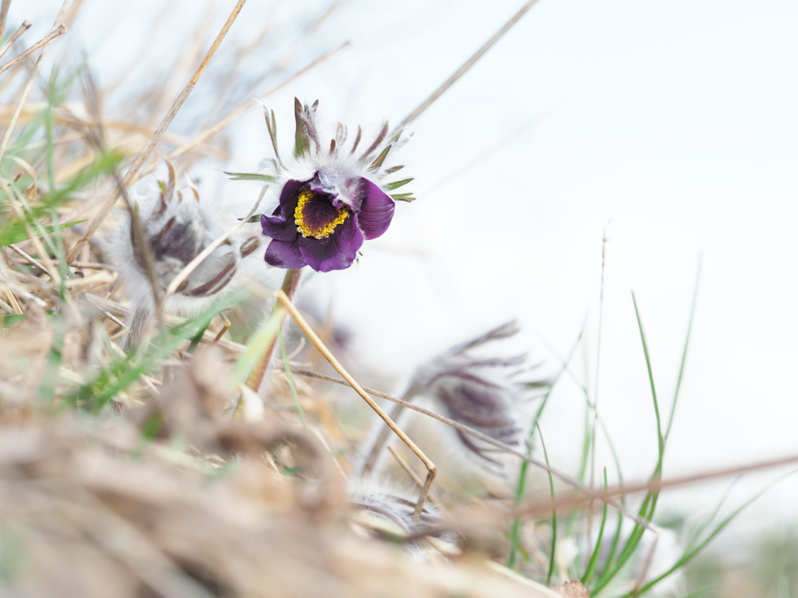 Pulsatilla_patensis_nigricans_20220227_0114_P2270118.jpg